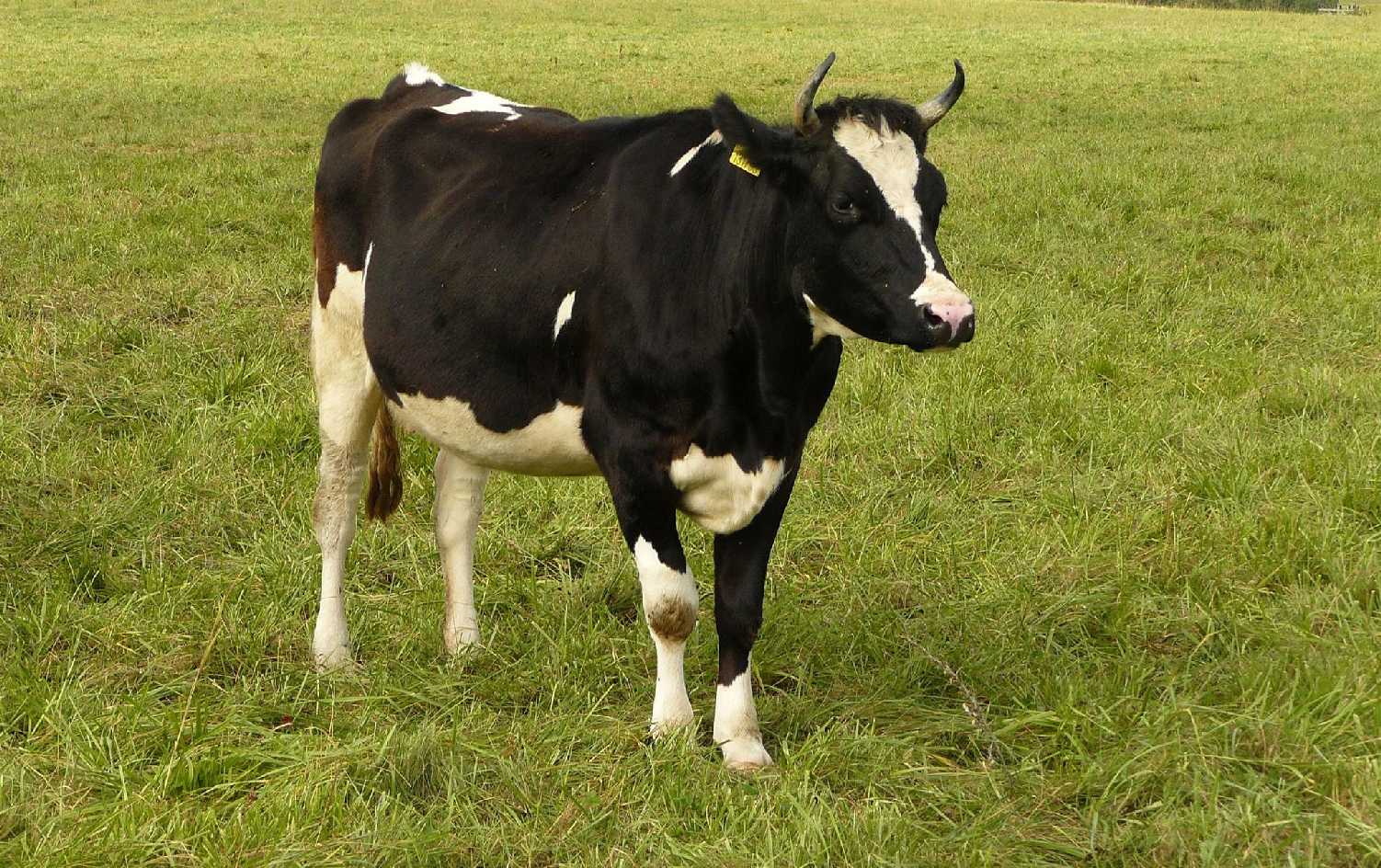 Na farmě - Foto Pavel Stančík 1225 (5)