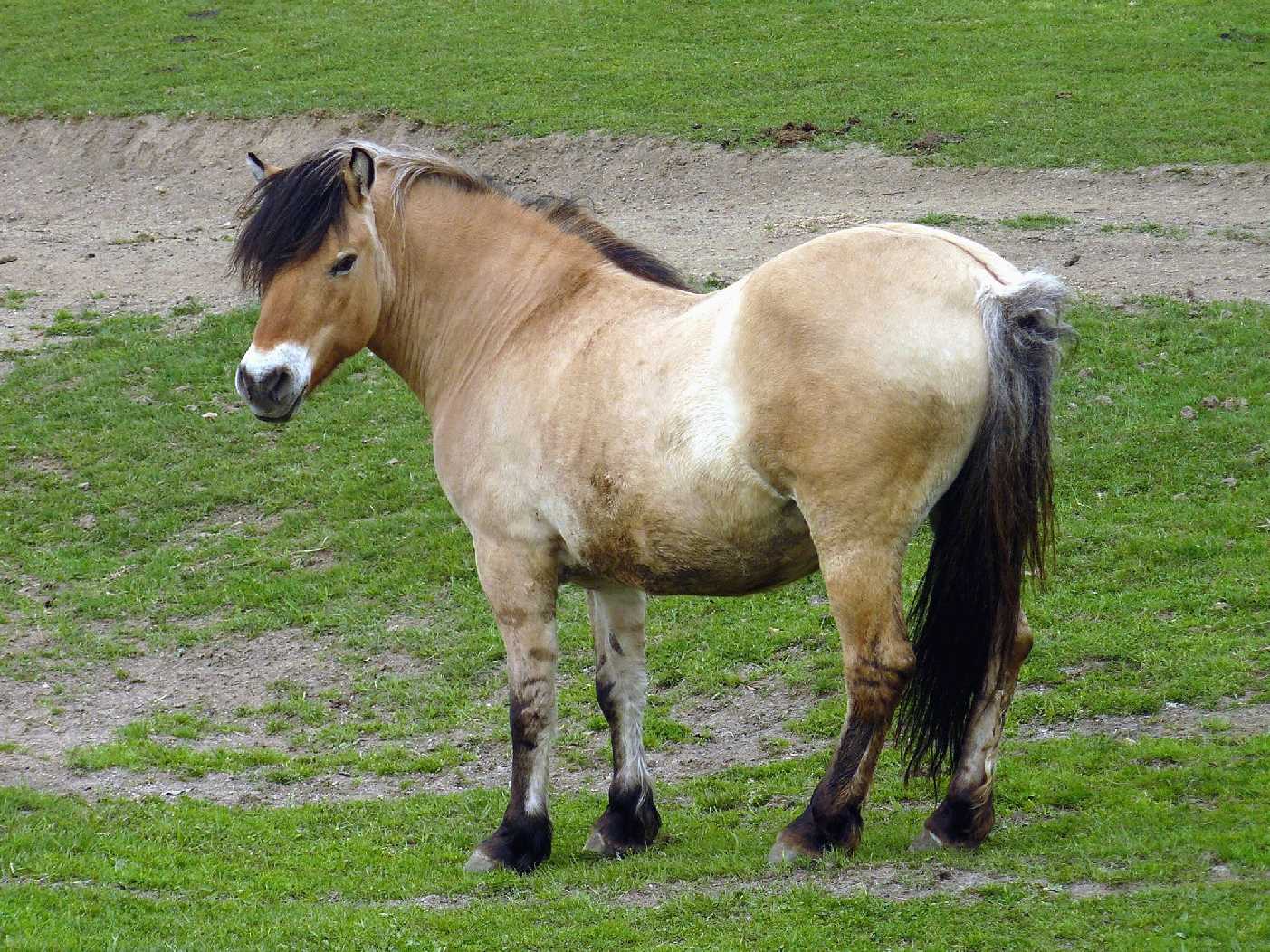 Na farmě - Foto Pavel Stančík 1225 (8)