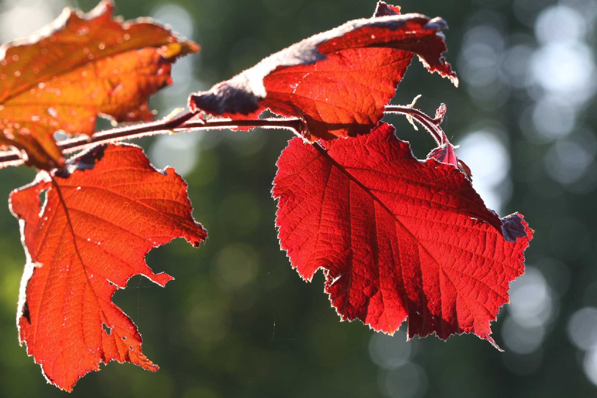 Listy lísky v protisvětle - Foto Irena Wenischová 1225