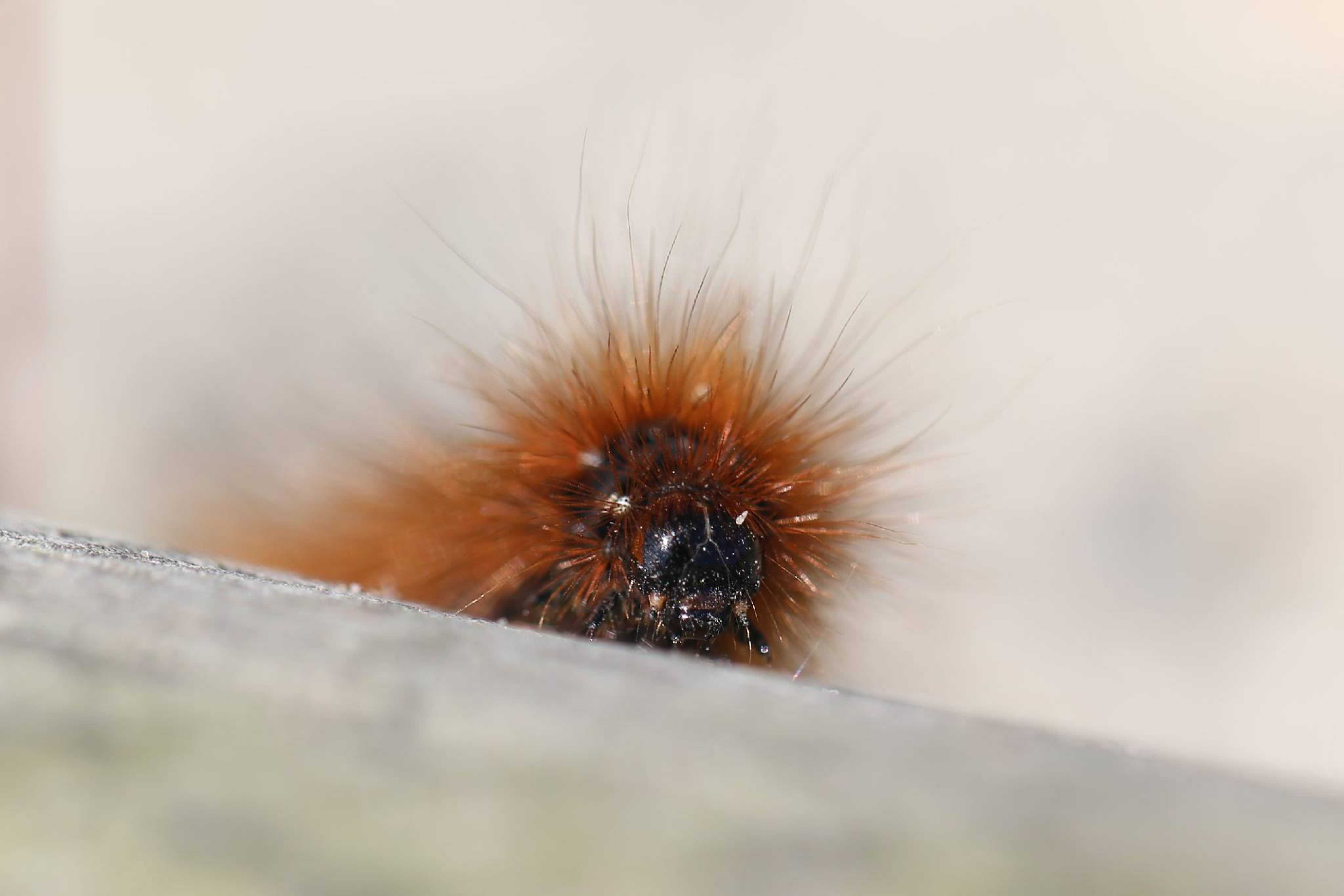 Přástevník medvědí - Foto Irena Wenischová 1225