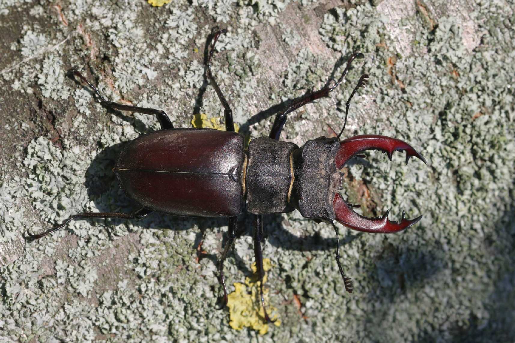 Roháč obecný - Foto Irena Wenischová 1225