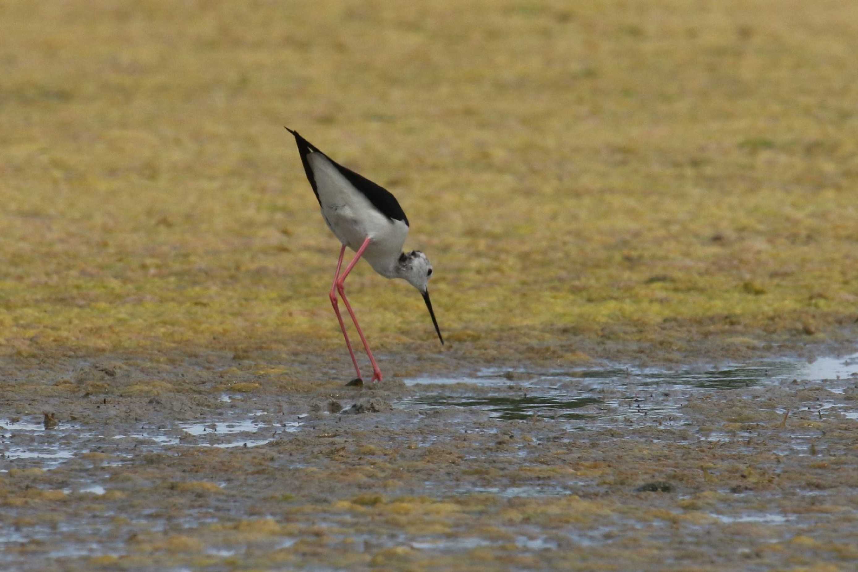 Pisila čáponohá - Foto Irena Wenischová 1225