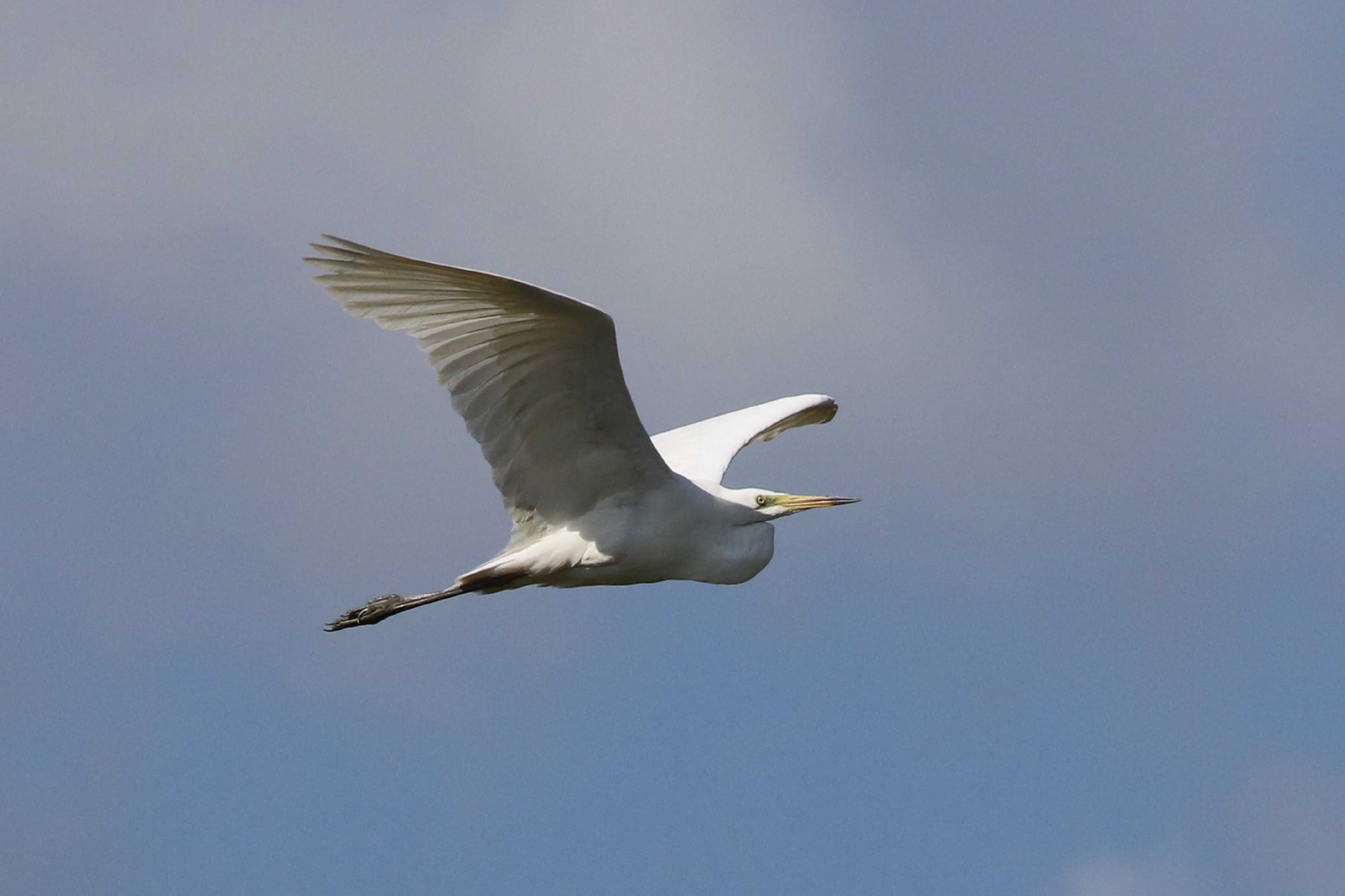 Volavka bílá - Foto Irena Wenischová 1225