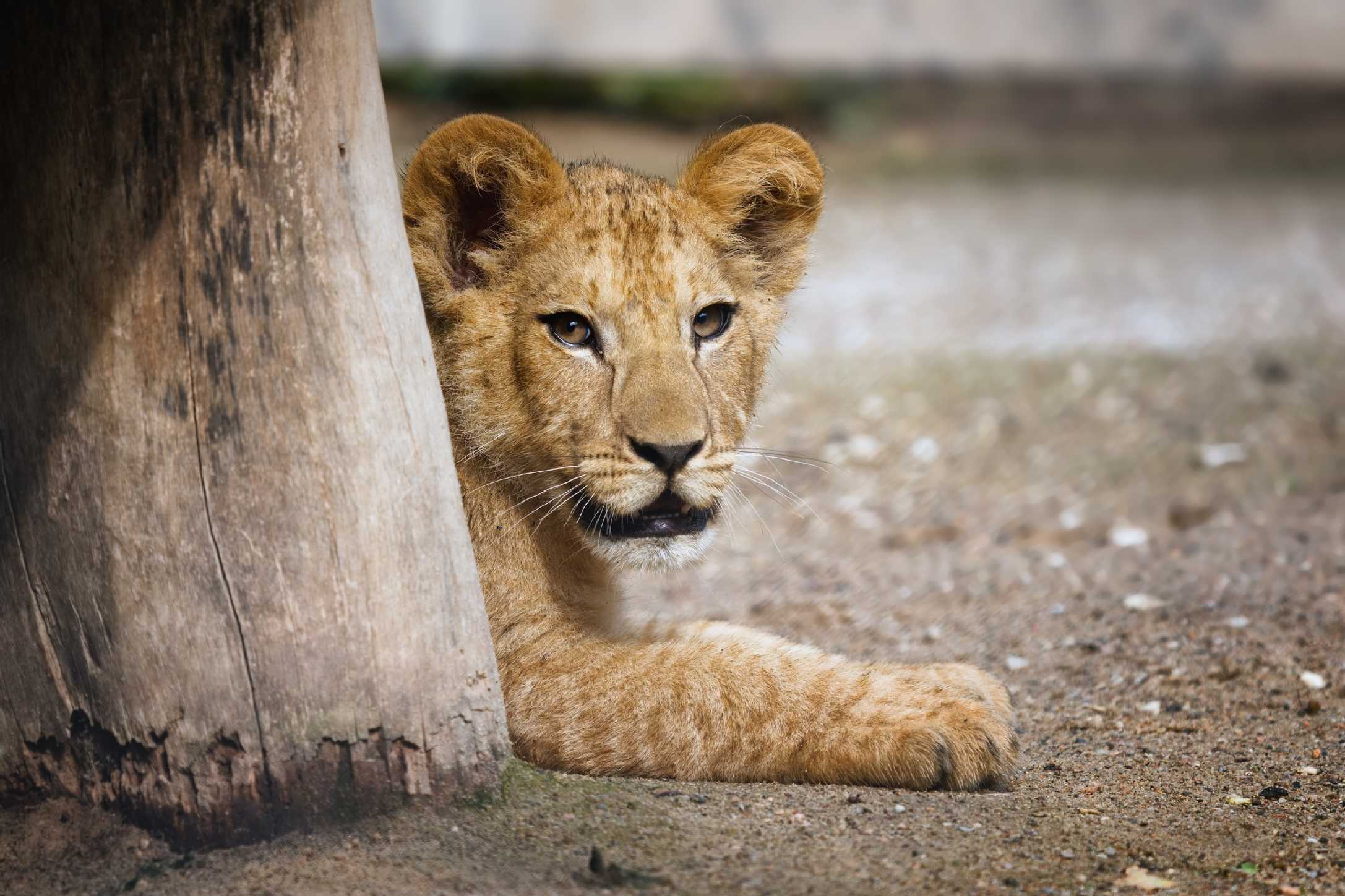 Lev berberský - mládě - Safari park DK - Foto Jana Ježková 0625 (1)