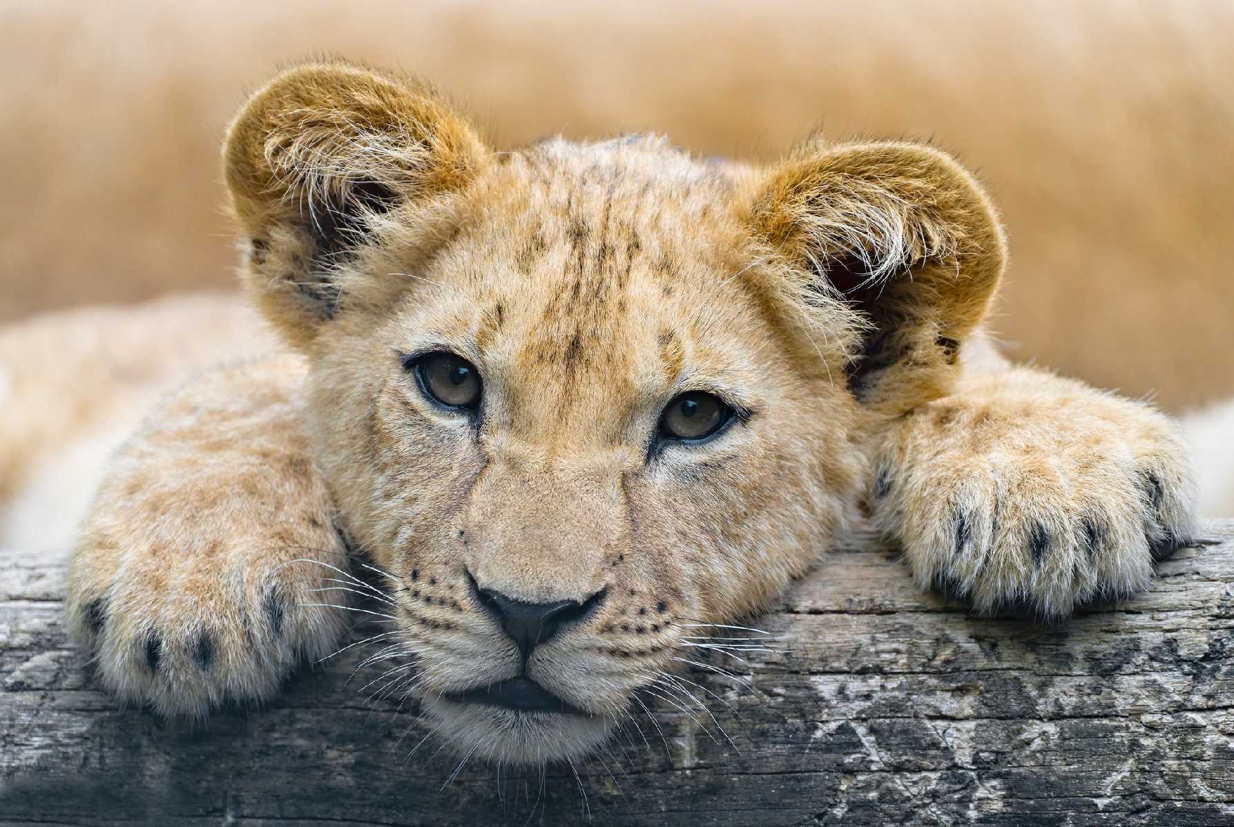 Lev berberský - mládě - Safari park DK - Foto Jana Ježková 0625 (2)