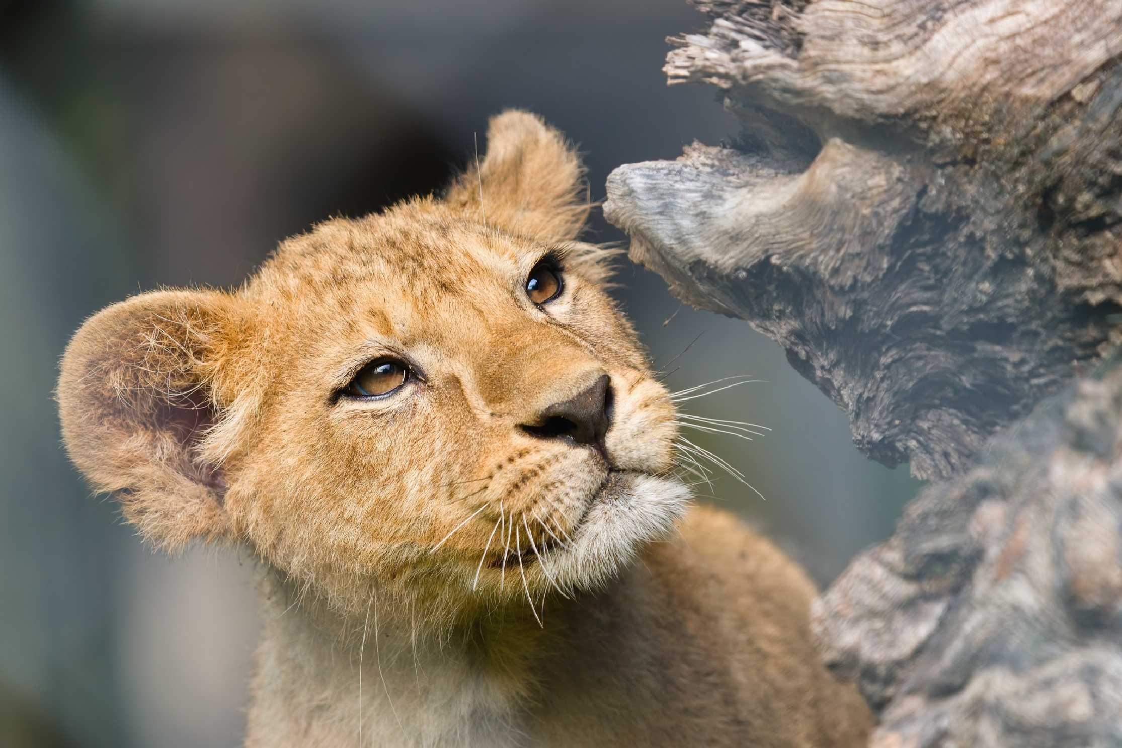 Lev berberský - mládě - Safari park DK - Foto Jana Ježková 0625 (3)