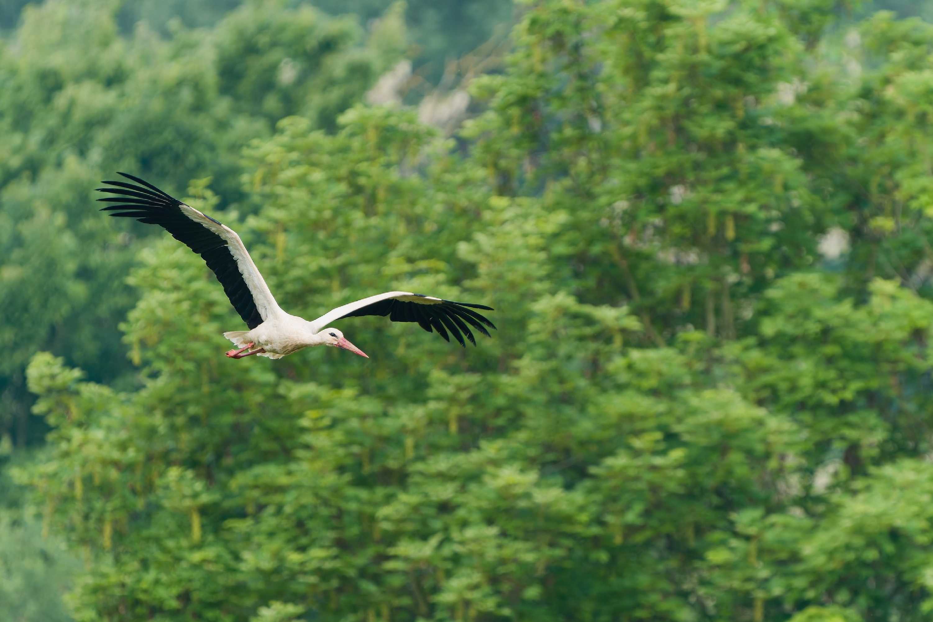 Čáp bílý - Foto Jana Ježková 0625 (1)
