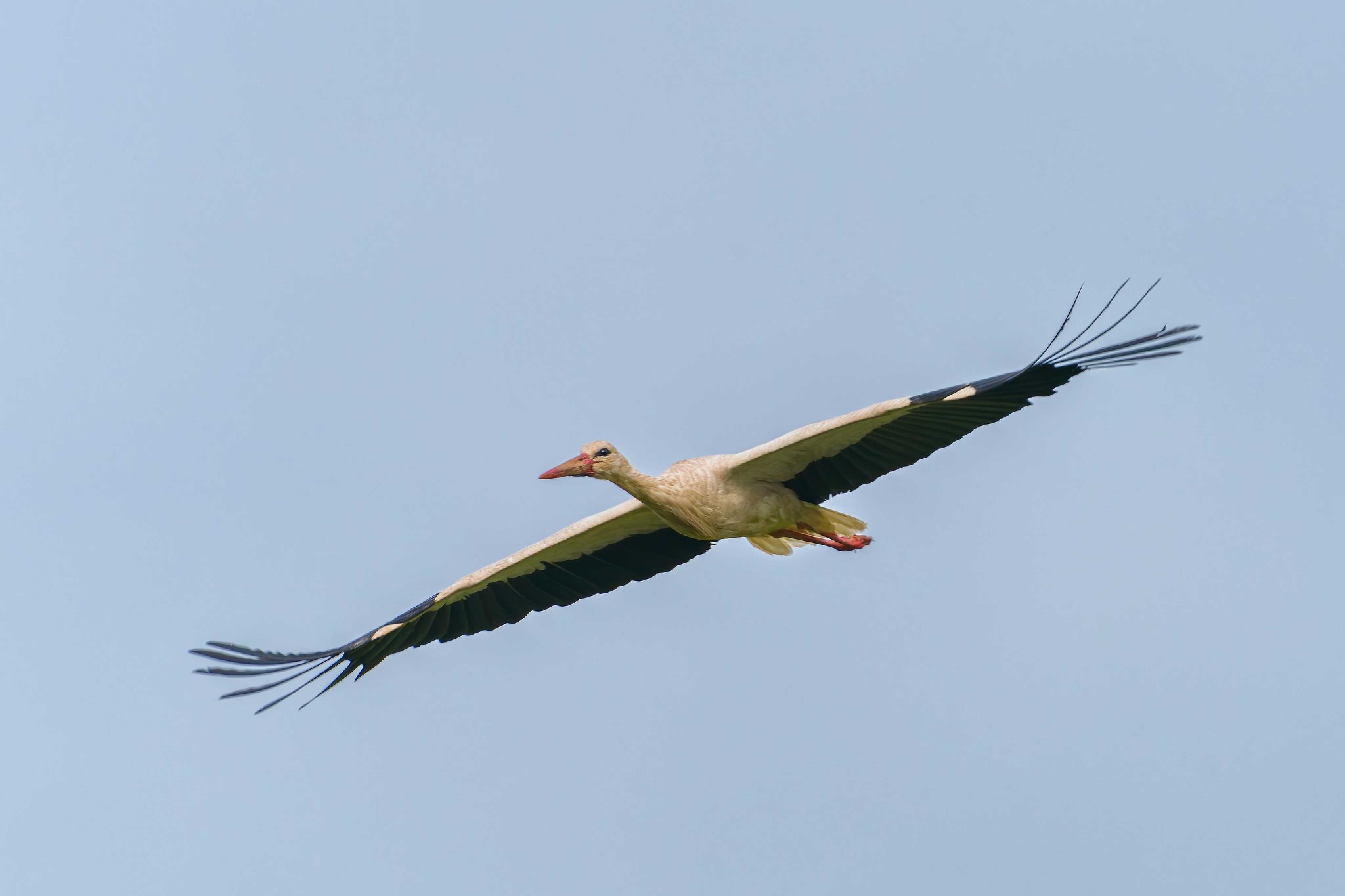 Čáp bílý - Foto Jana Ježková 0625 (2)