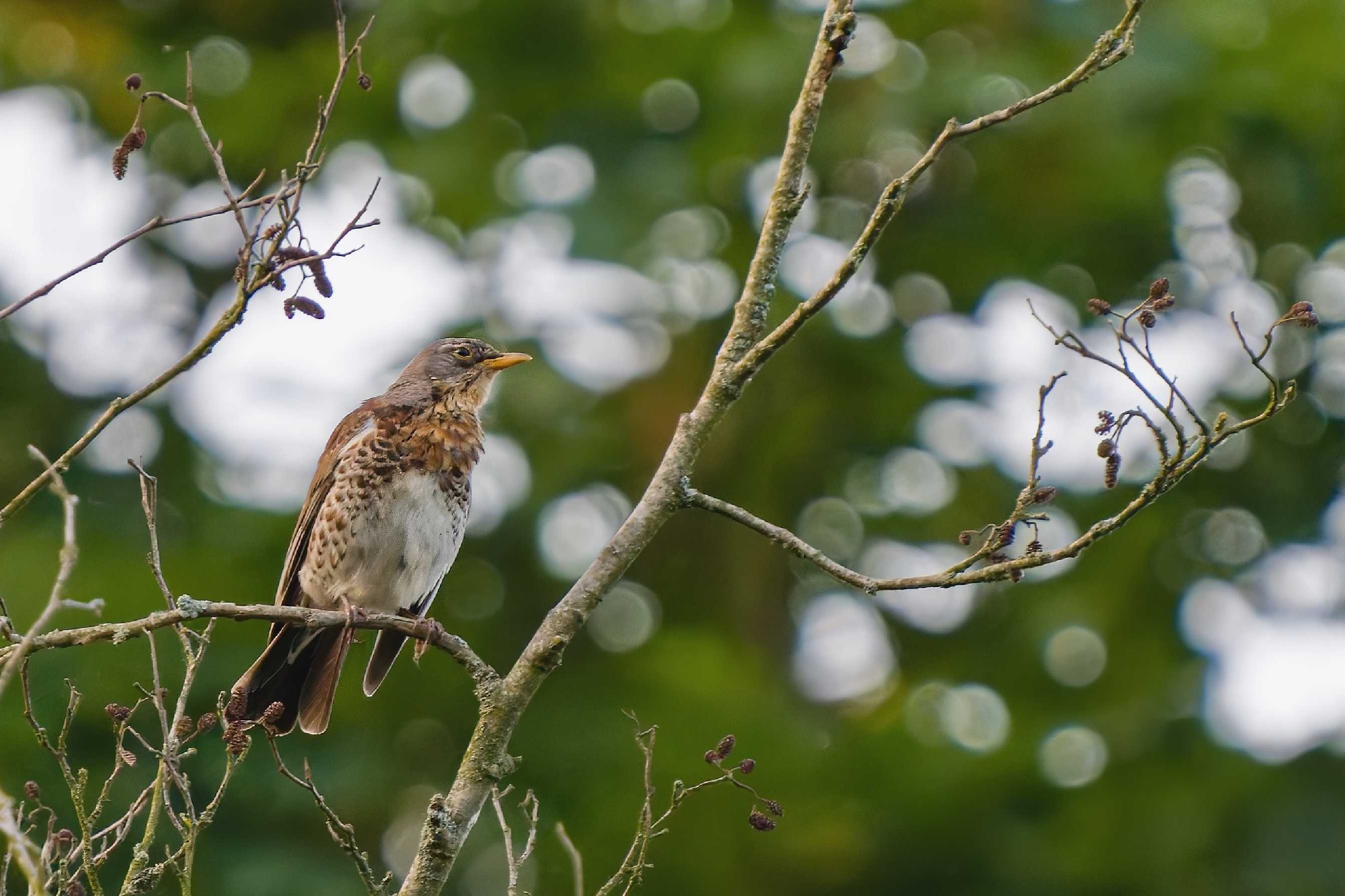 Drozd kvíčala - Foto Jana Ježková 0625