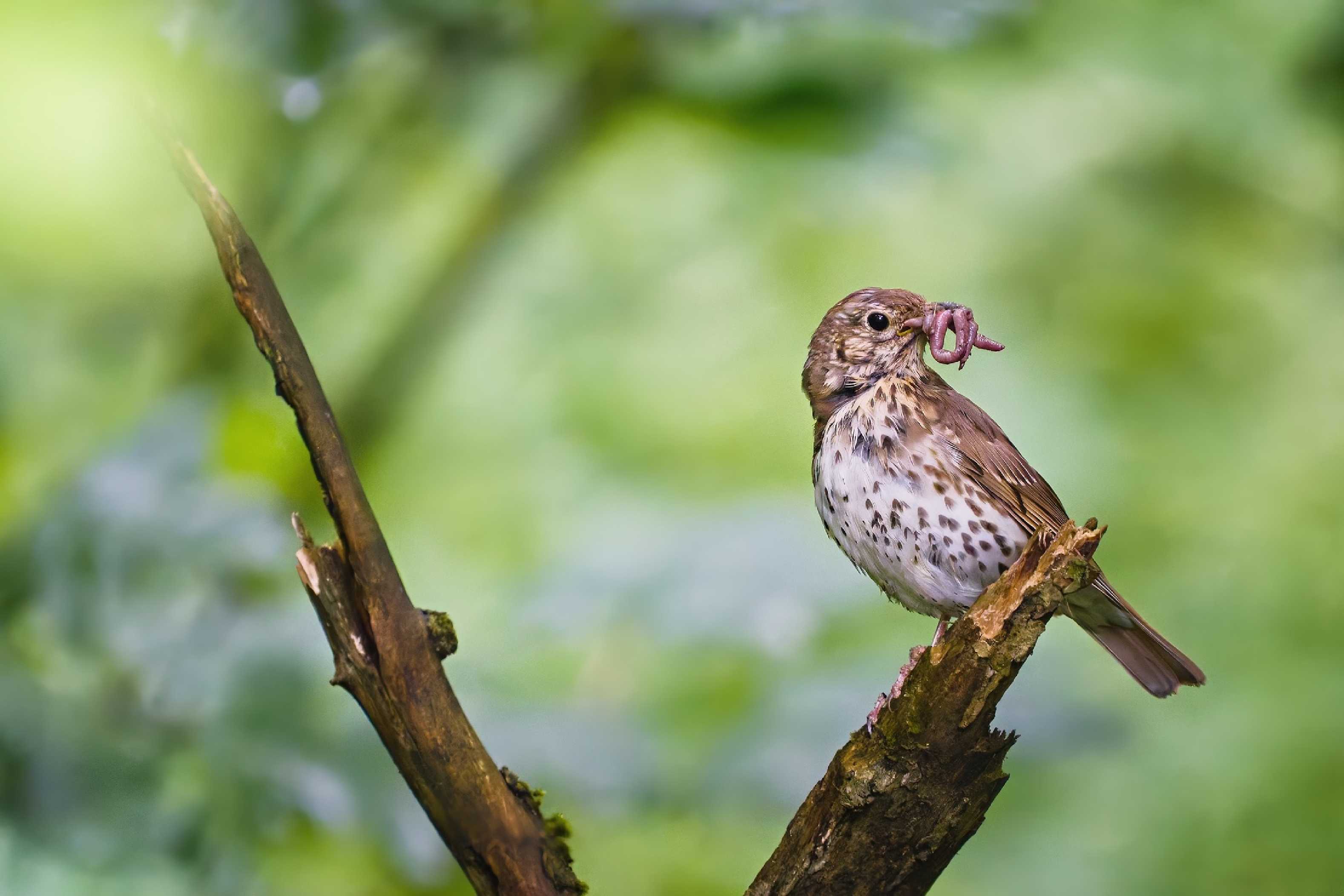 Drozd zpěvný - Foto Jana Ježková 0625