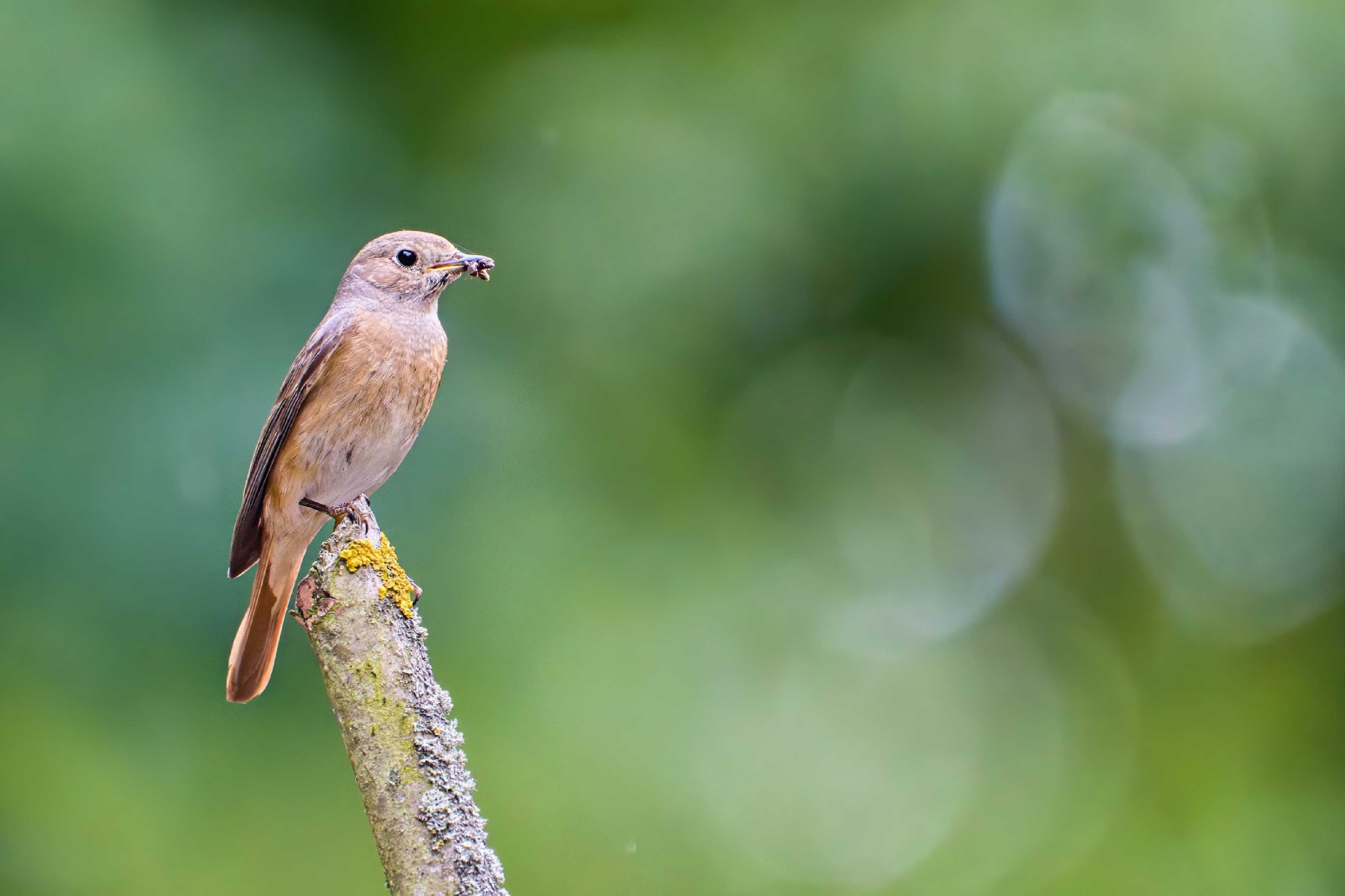 Rehek zahradní - Foto Jana Ježková 0625