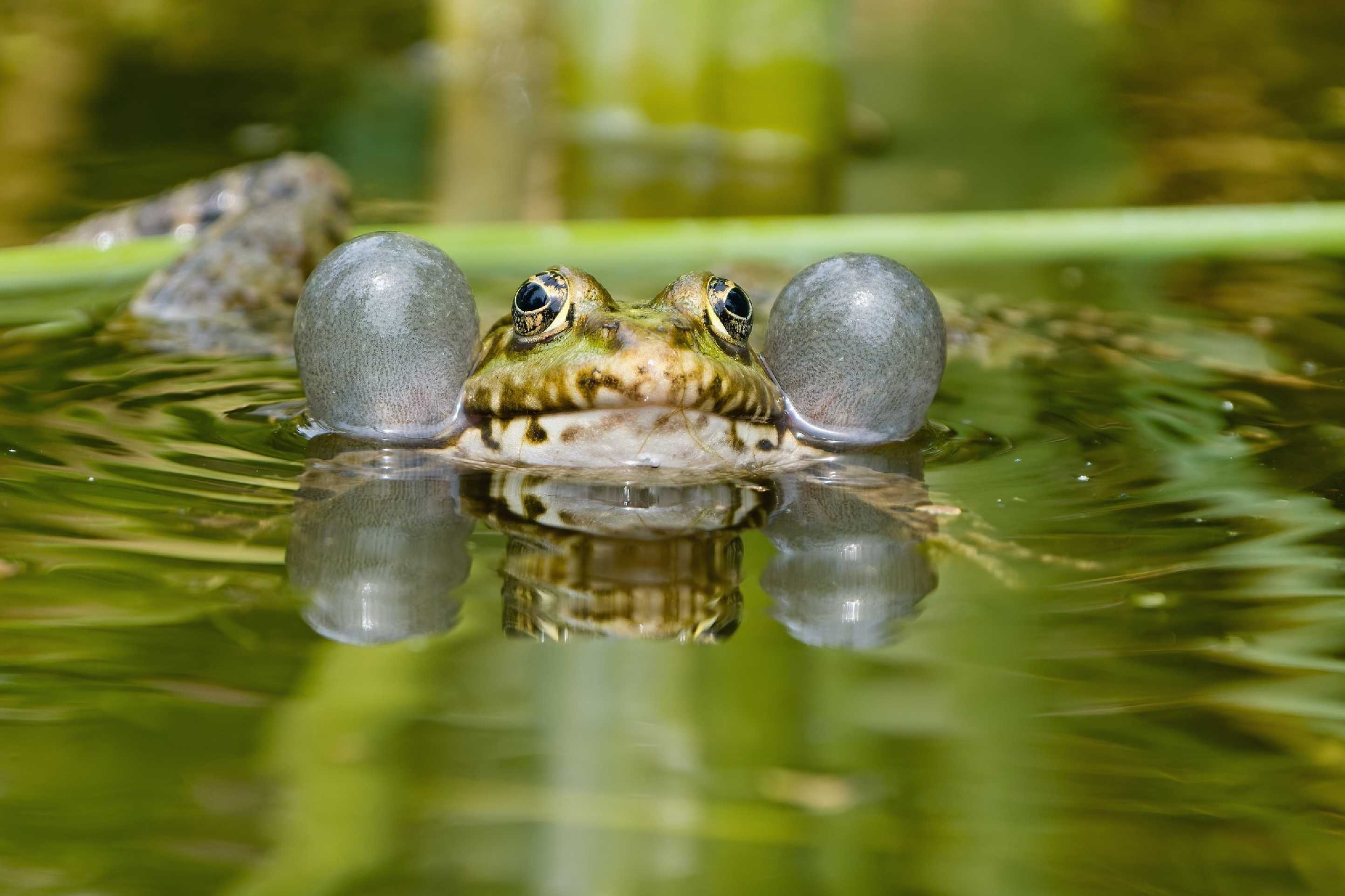 U žab - Foto Jana Ježková 0625 (1)