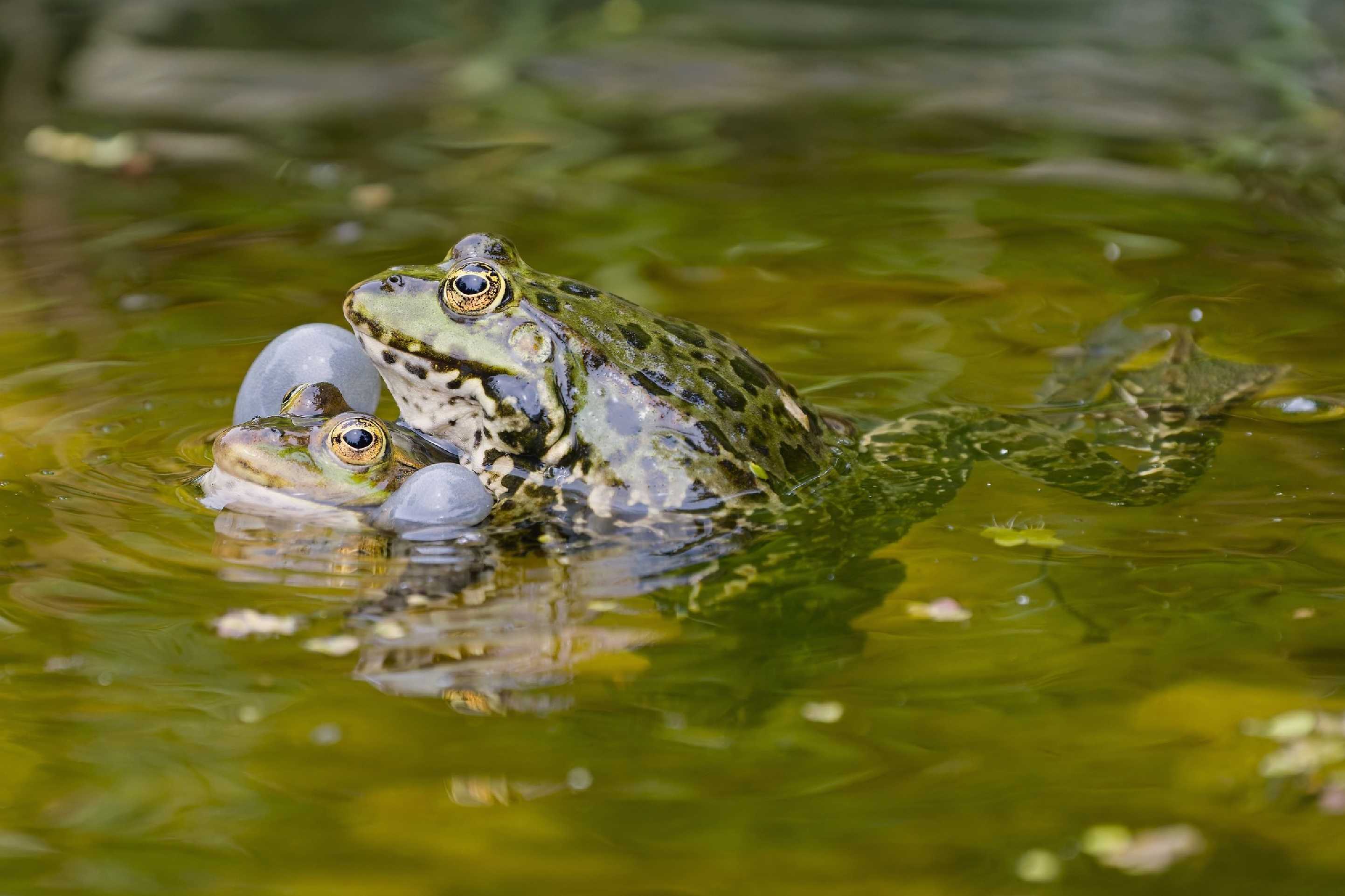 U žab - Foto Jana Ježková 0625 (2)