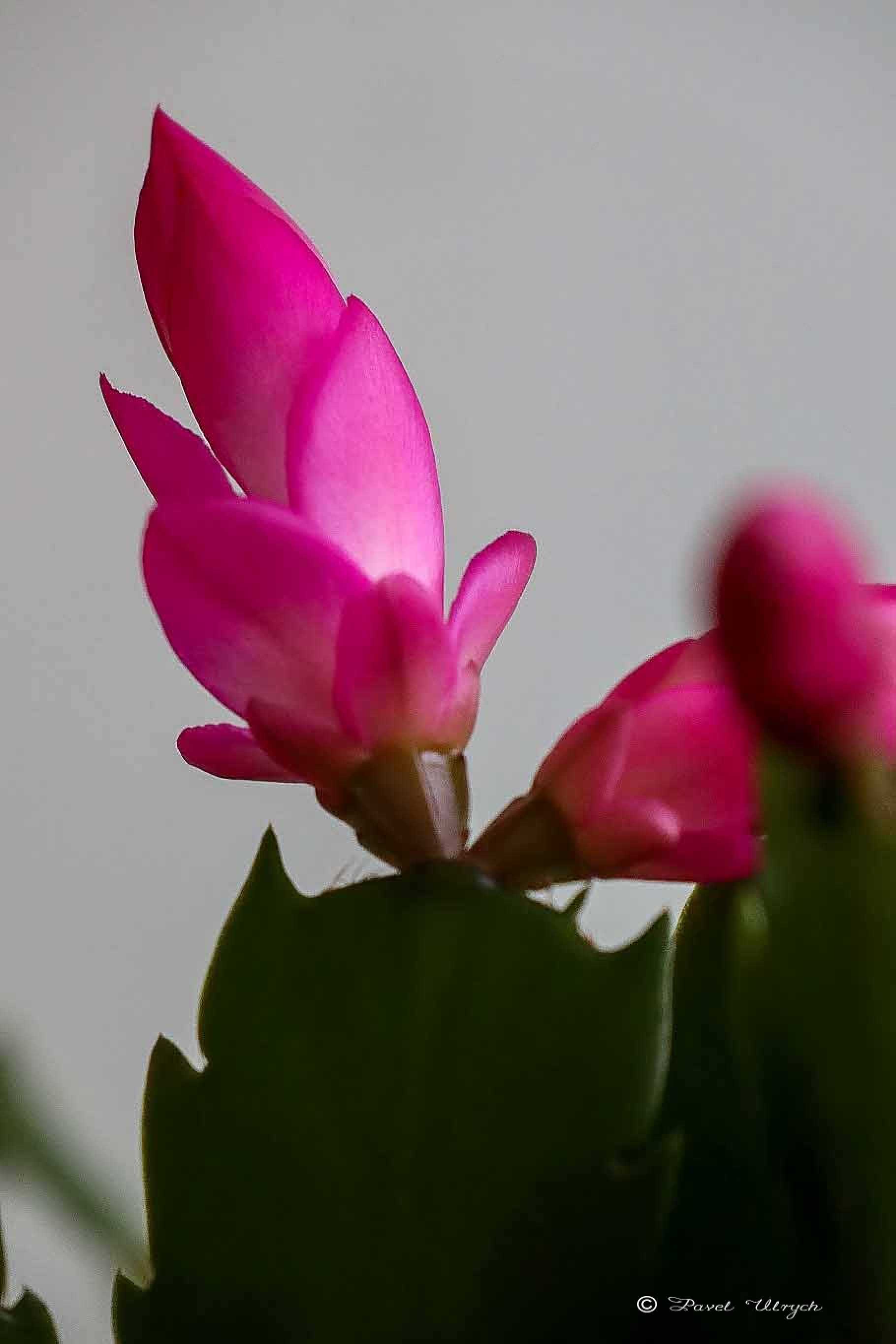 Květy vánočního kaktusu - Foto Pavel Ulrych 1125 (2)