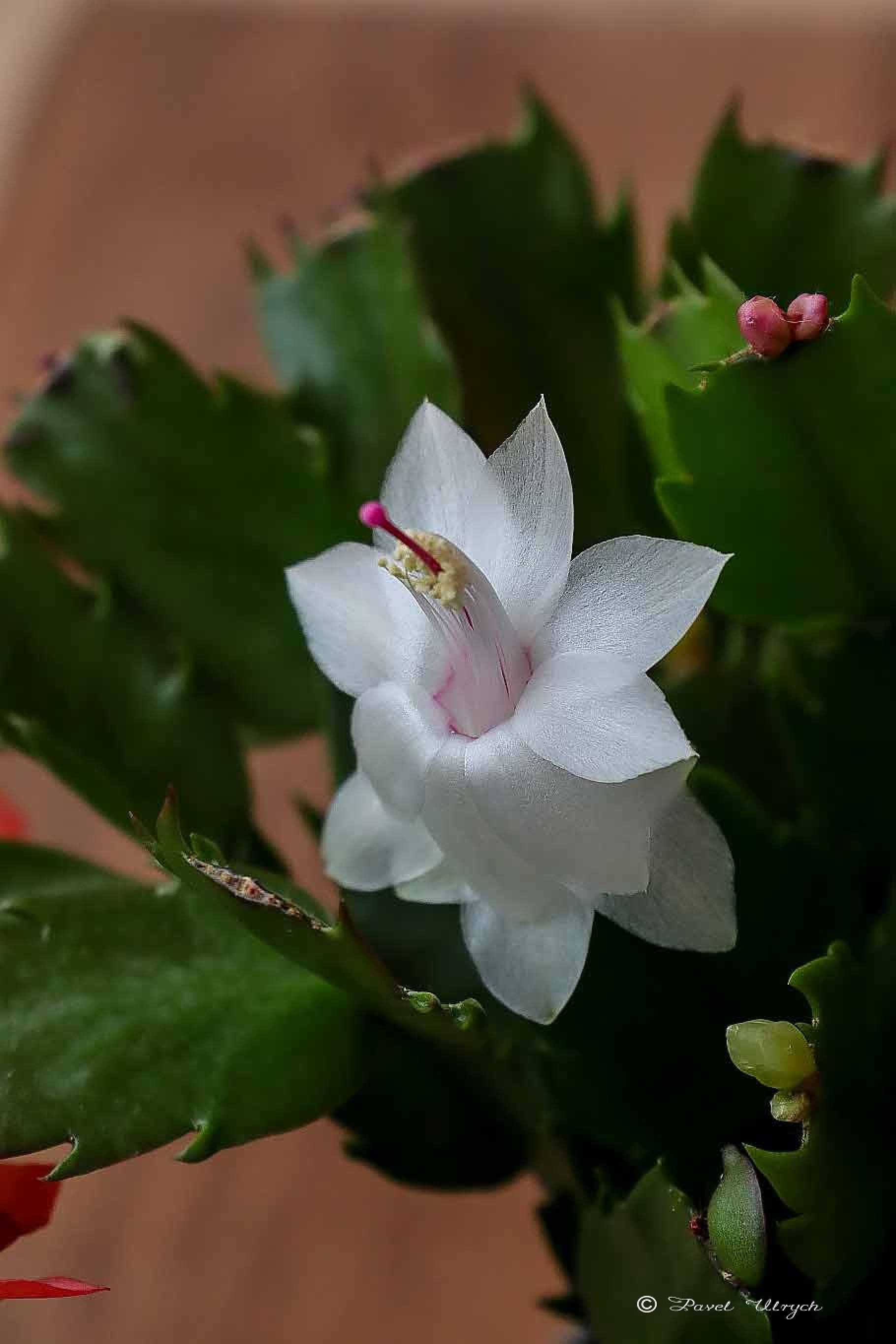 Květy vánočního kaktusu - Foto Pavel Ulrych 1125 (5)