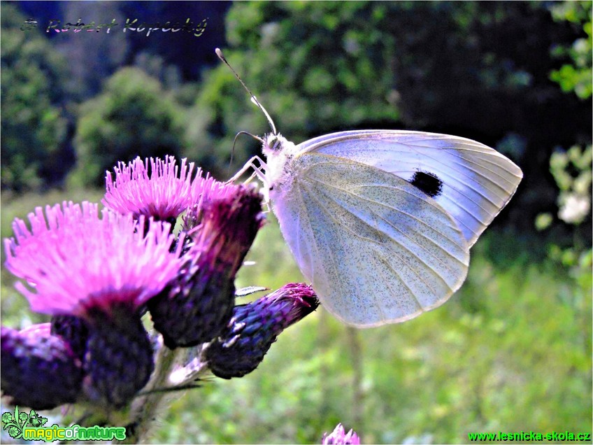 Bělásek zelný - Pieris brassicae - Foto Robert Kopecký