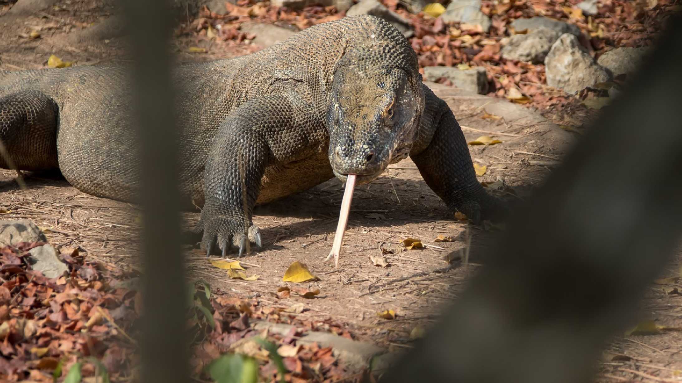 Varani na Komodských ostrovech - Foto Ladislav Hanousek 1225 (1)