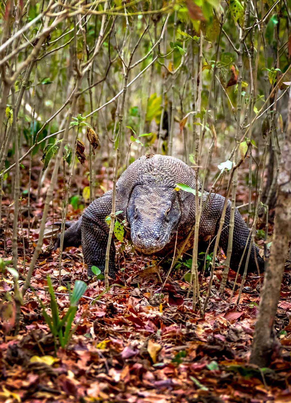 Varani na Komodských ostrovech - Foto Ladislav Hanousek 1225 (2)