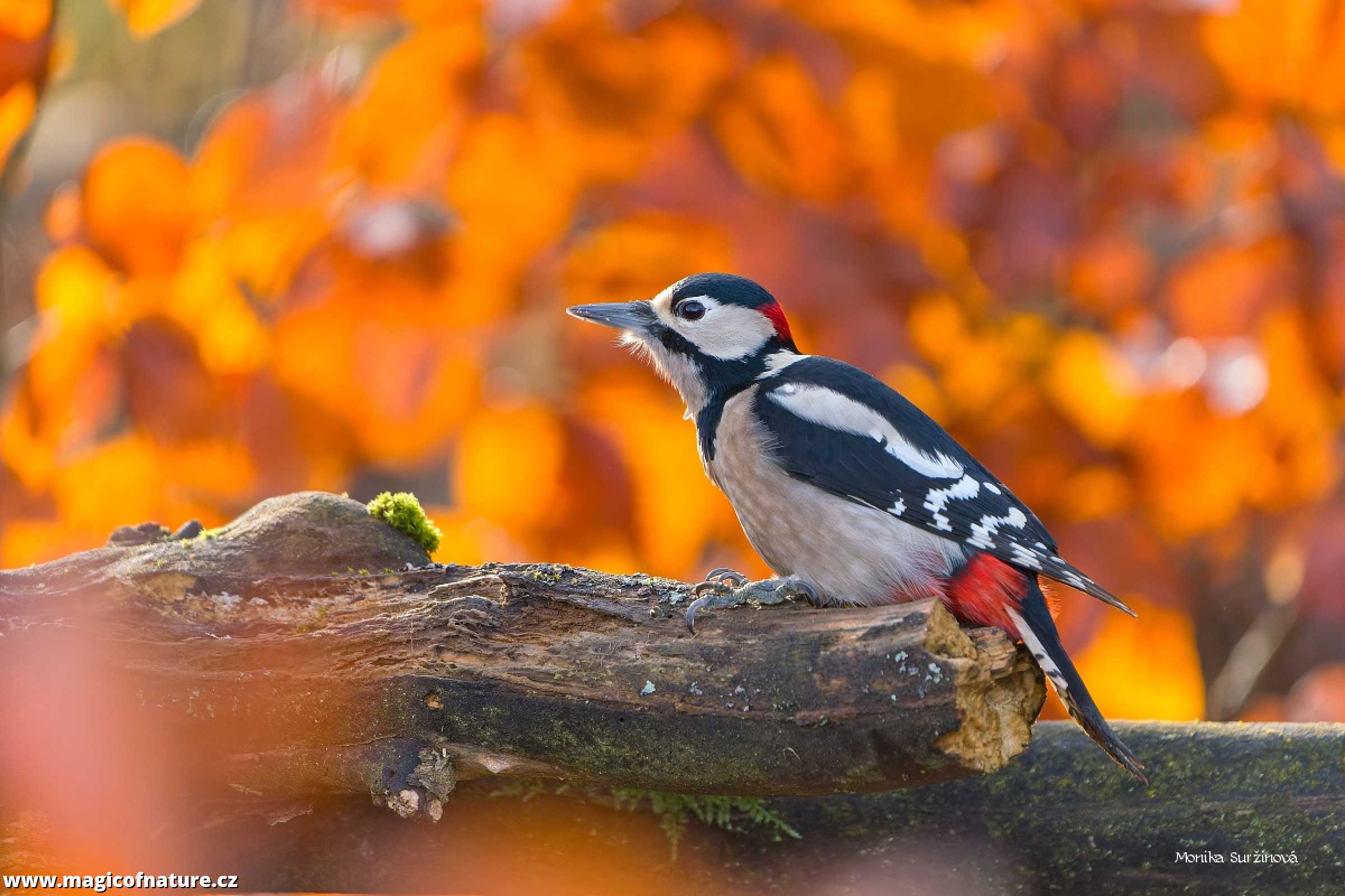 Podzimní záběry od krmítka - Foto Monika Suržinová 1225 (1)
