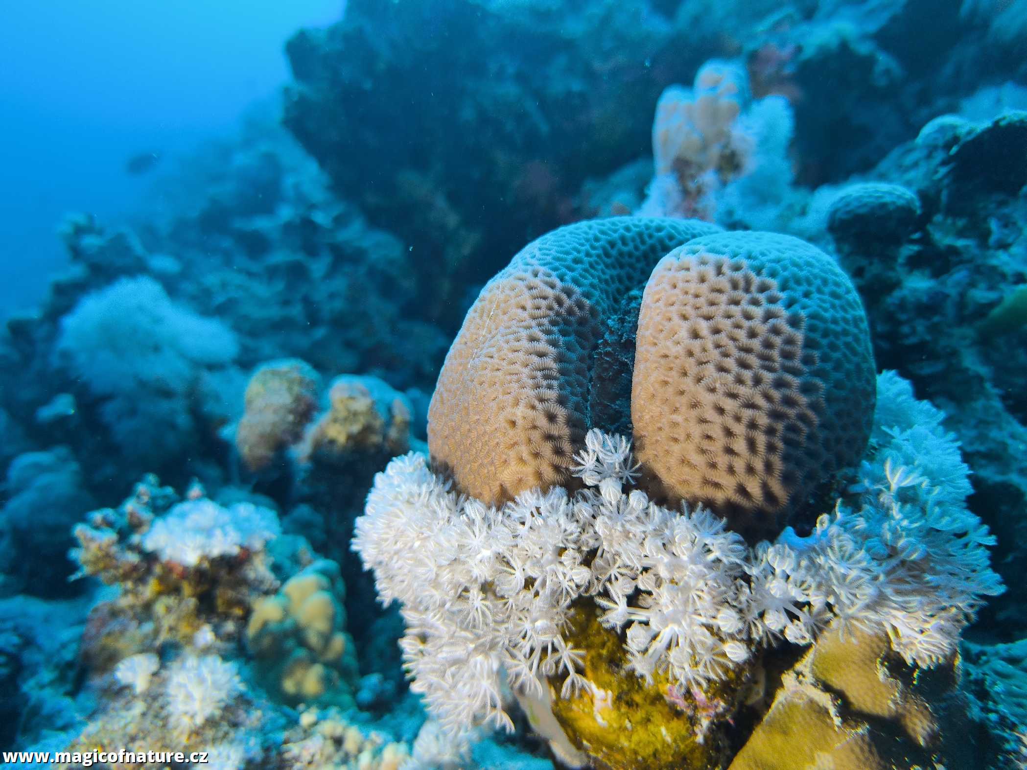 Potápění v Port Ghalib - Foto Tomáš Kunze 0126 (1)