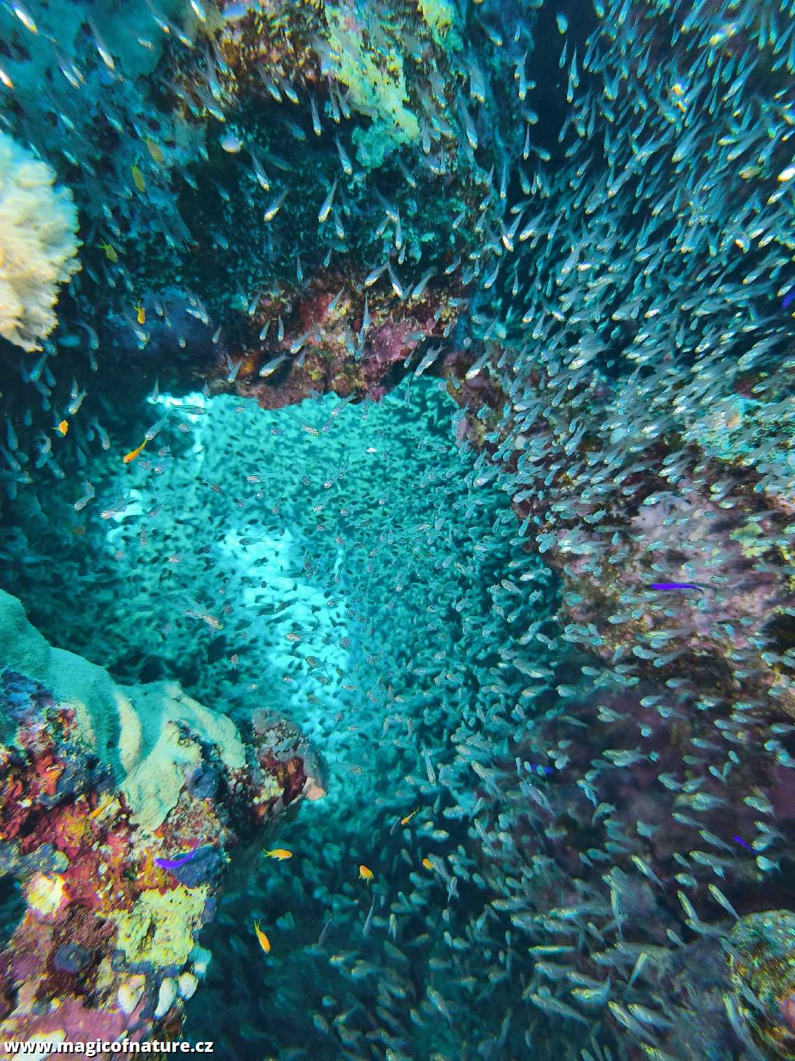 Potápění v Port Ghalib - Foto Tomáš Kunze 0126 (3)