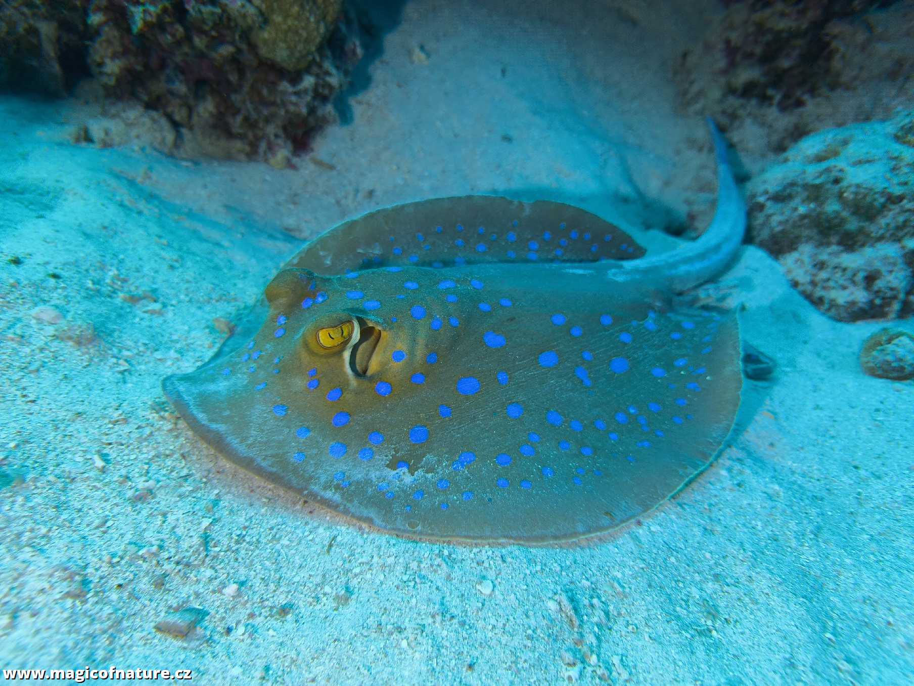 Potápění v Port Ghalib - Foto Tomáš Kunze 0126 (4)