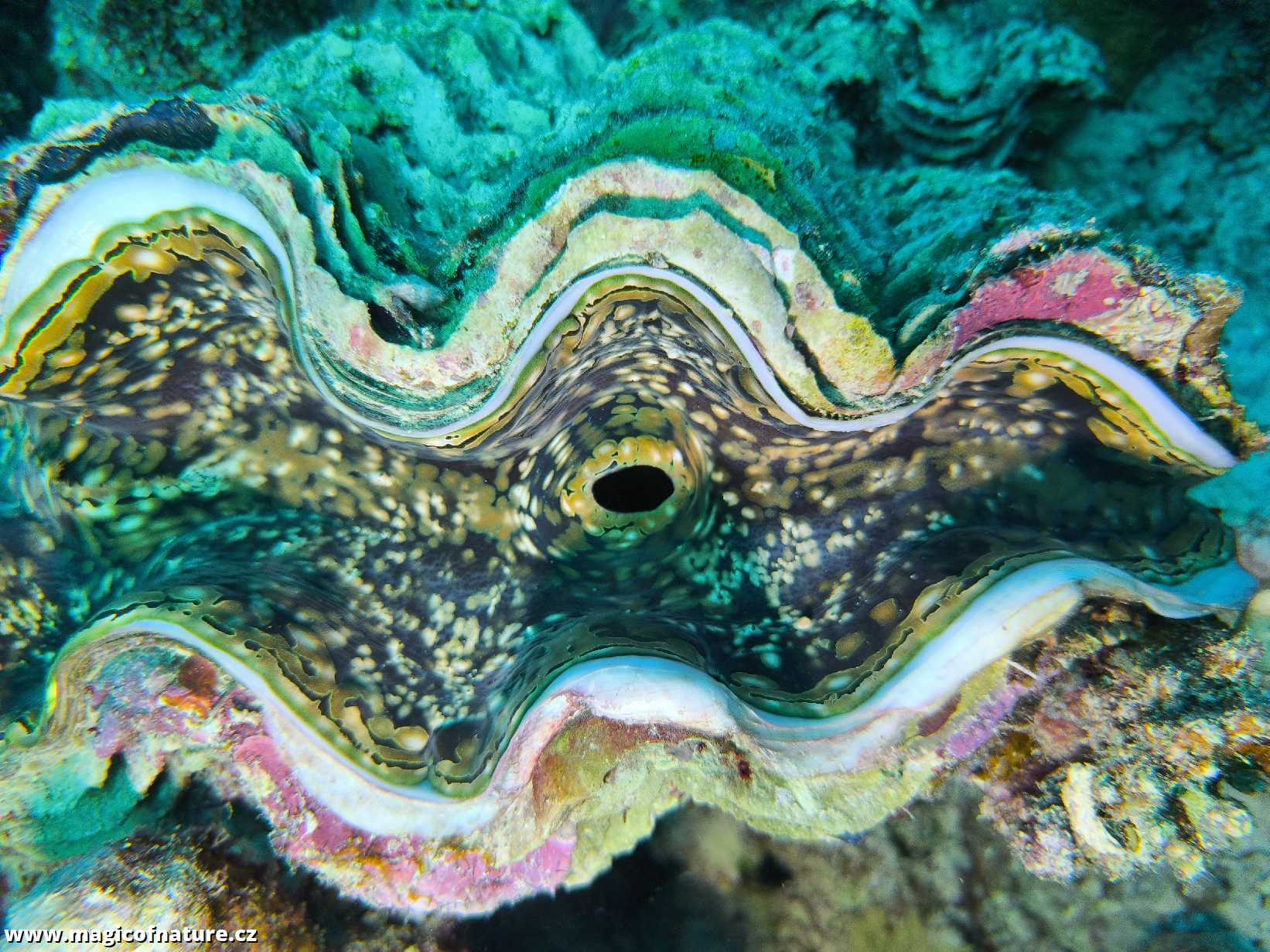 Potápění v Port Ghalib - Foto Tomáš Kunze 0126 (6)