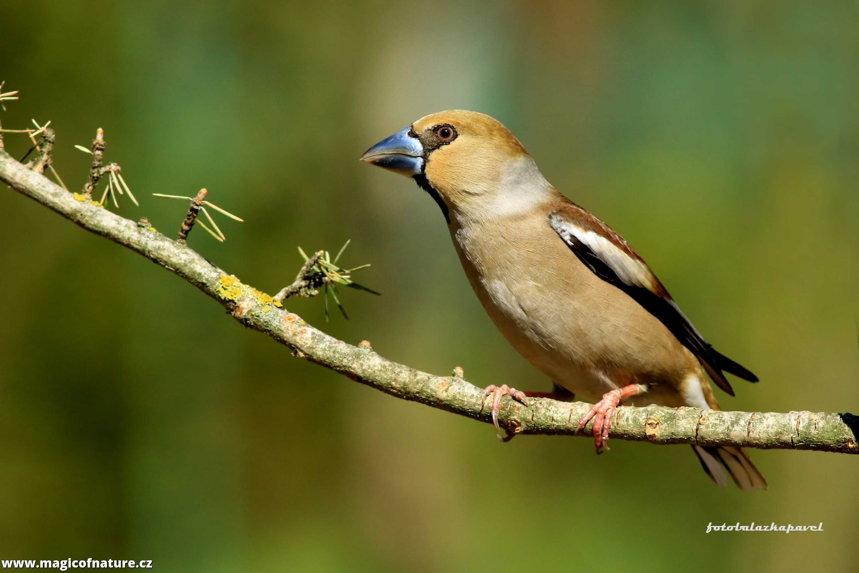 Dlask na modřínové větvičce - Foto Pavel Balazka 1025