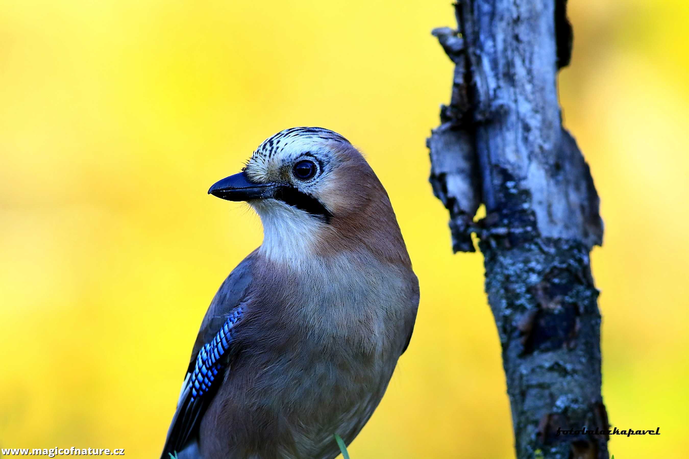 Sojka obecná - Foto Pavel Balazka 1125