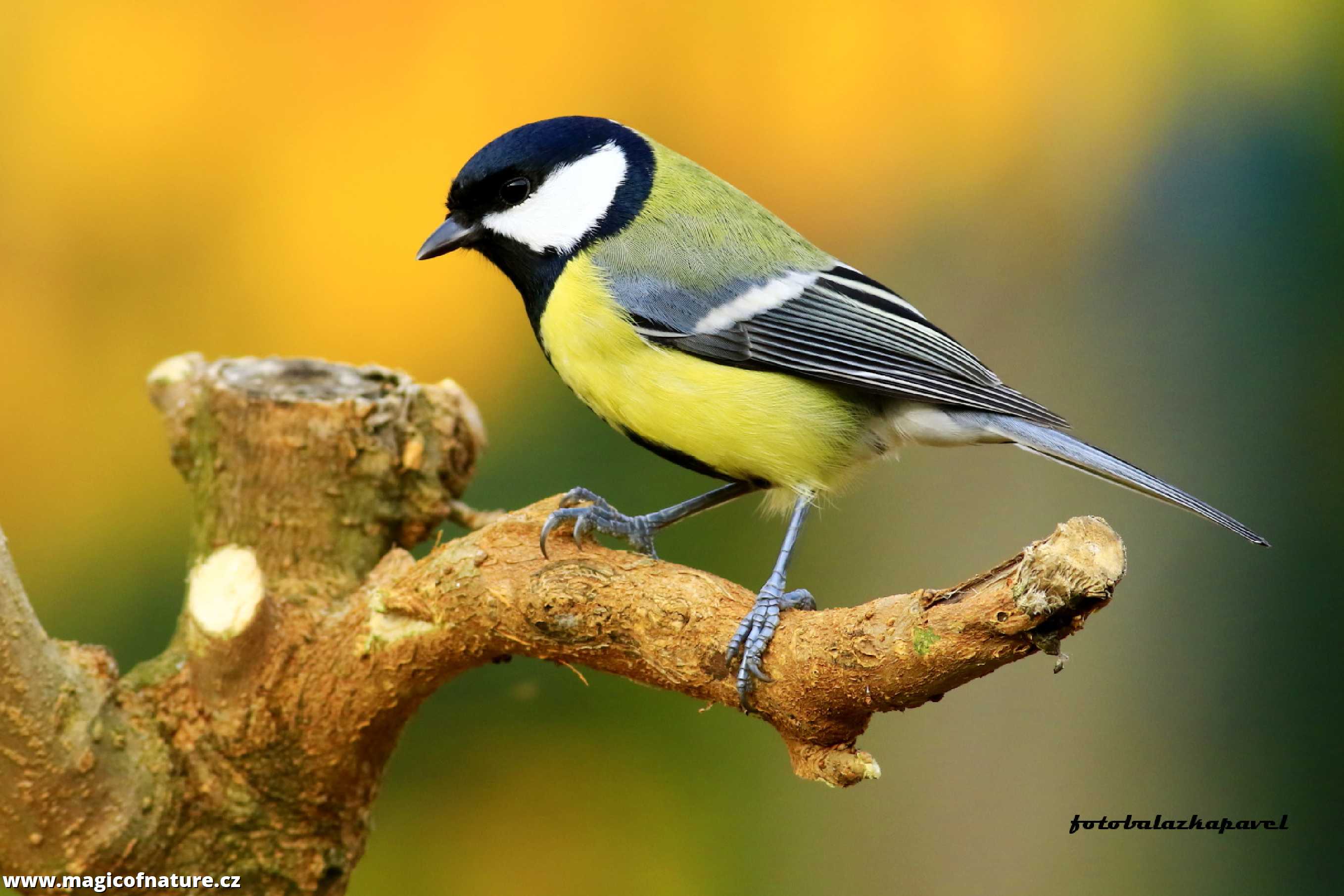 Sýkorka v podzimních barvách - Foto Pavel Balazka 1125