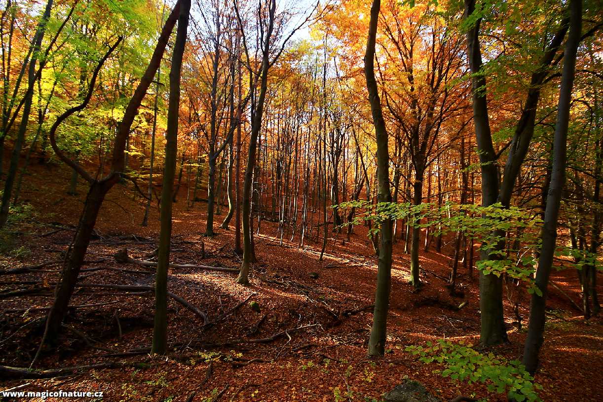 Podzimní les pod horou - Foto Pavel Balazka 1125