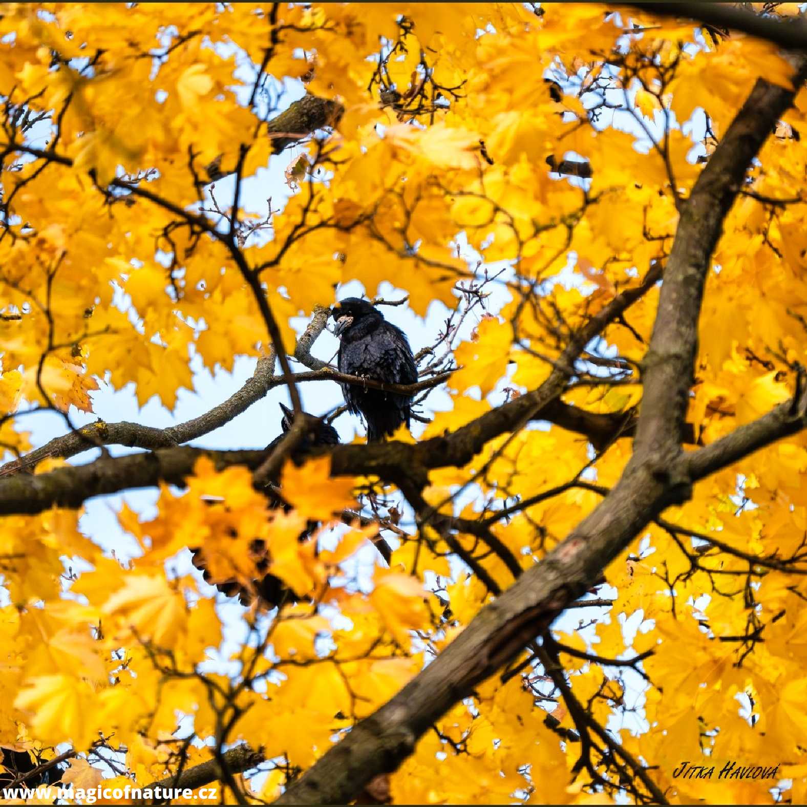Brněnští havrani - Foto Jitka Havlová 1125 (1)