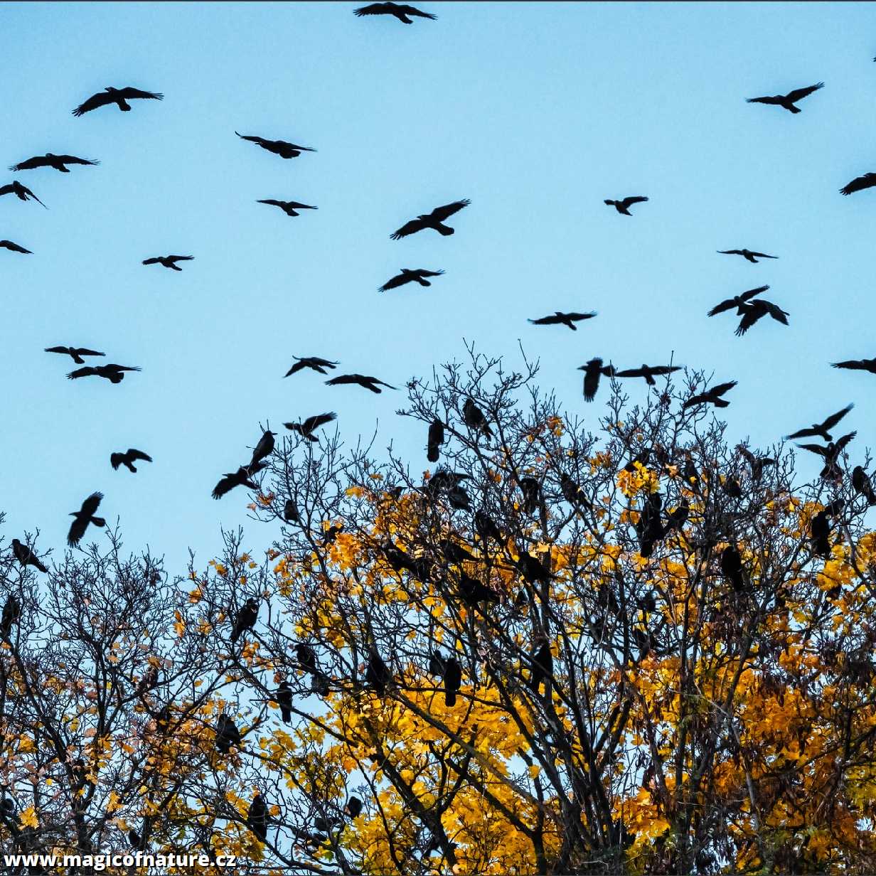 Brněnští havrani - Foto Jitka Havlová 1125 (2)