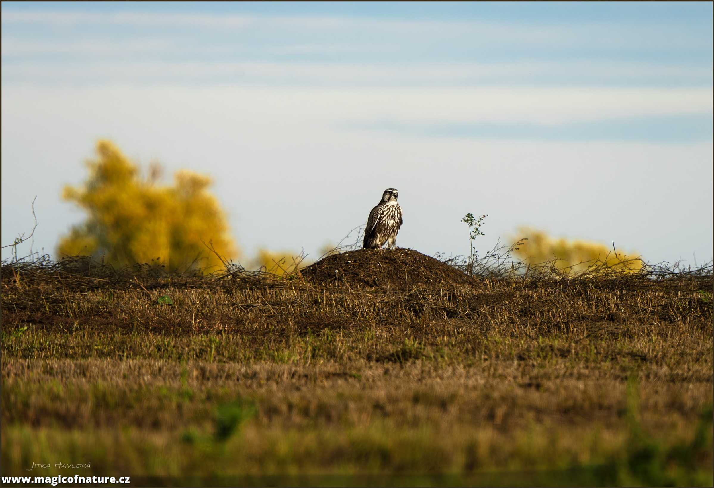Raroh velký - Falco cherrug - Foto Jitka Havlová 1025