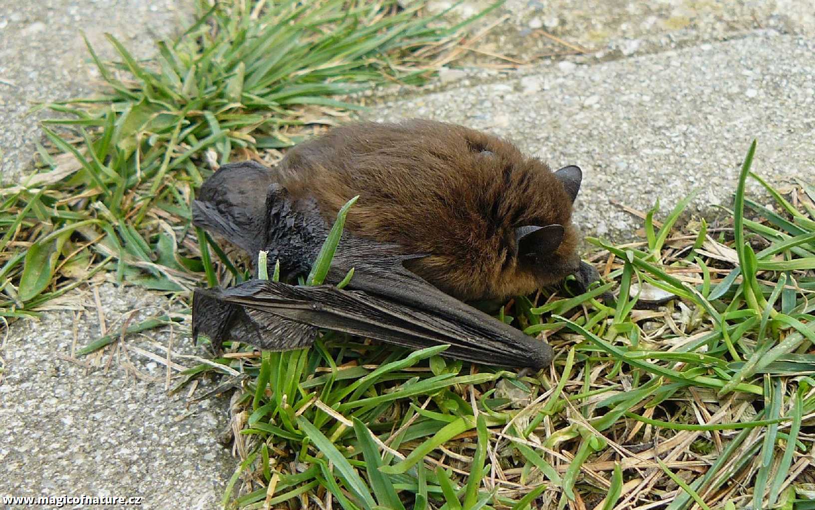 Netopýr hvízdavý - Foto Pavel Stančík 1225 (1)