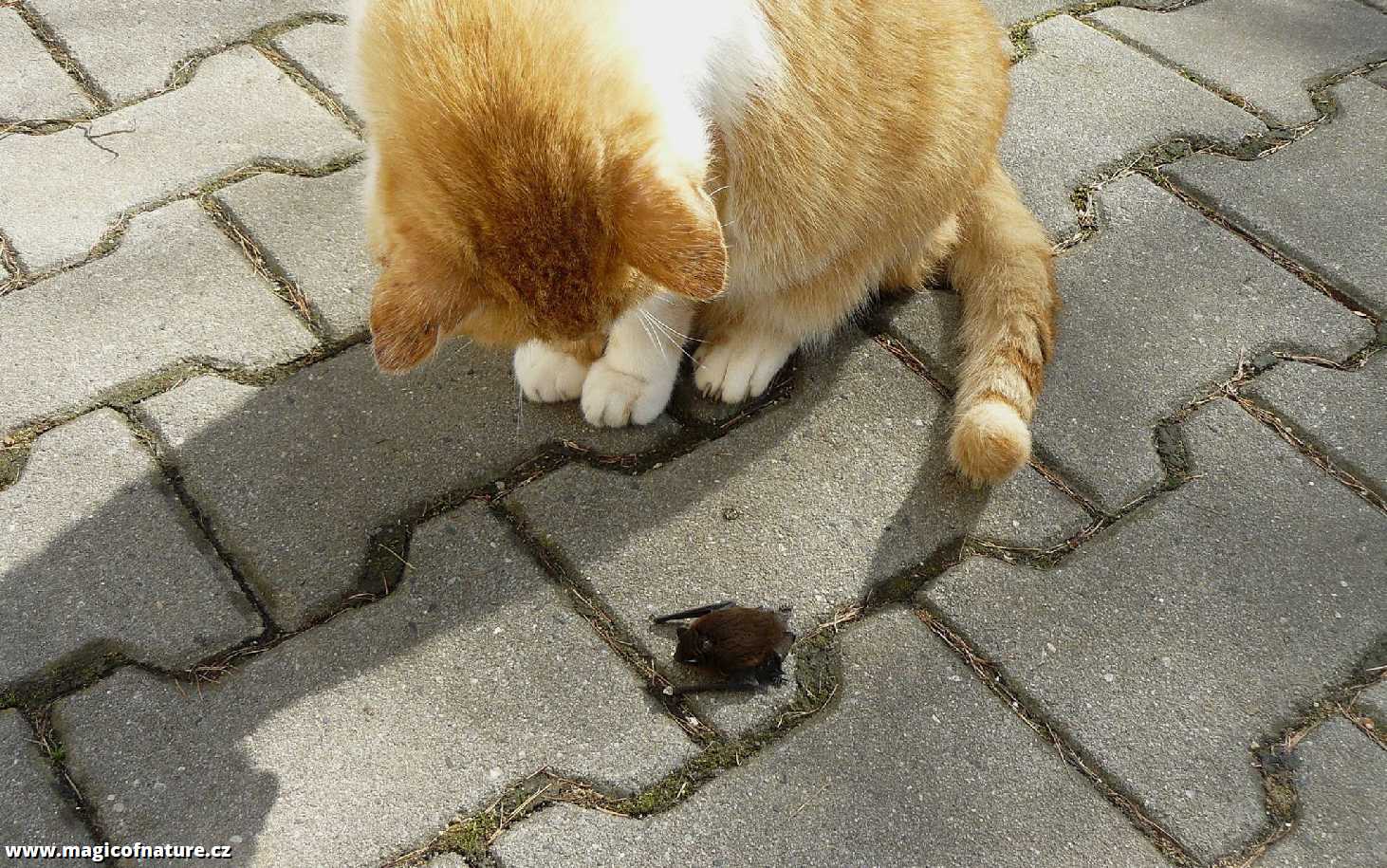 Netopýr hvízdavý - Foto Pavel Stančík 1225 (3)