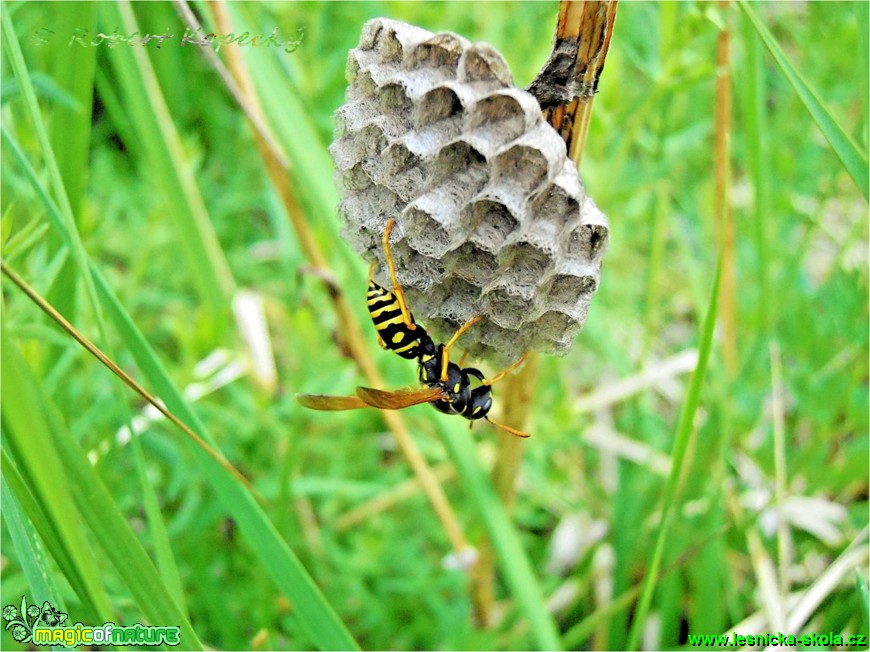 Vosík francouzský - Polistes gallicus - Foto Robert Kopecký