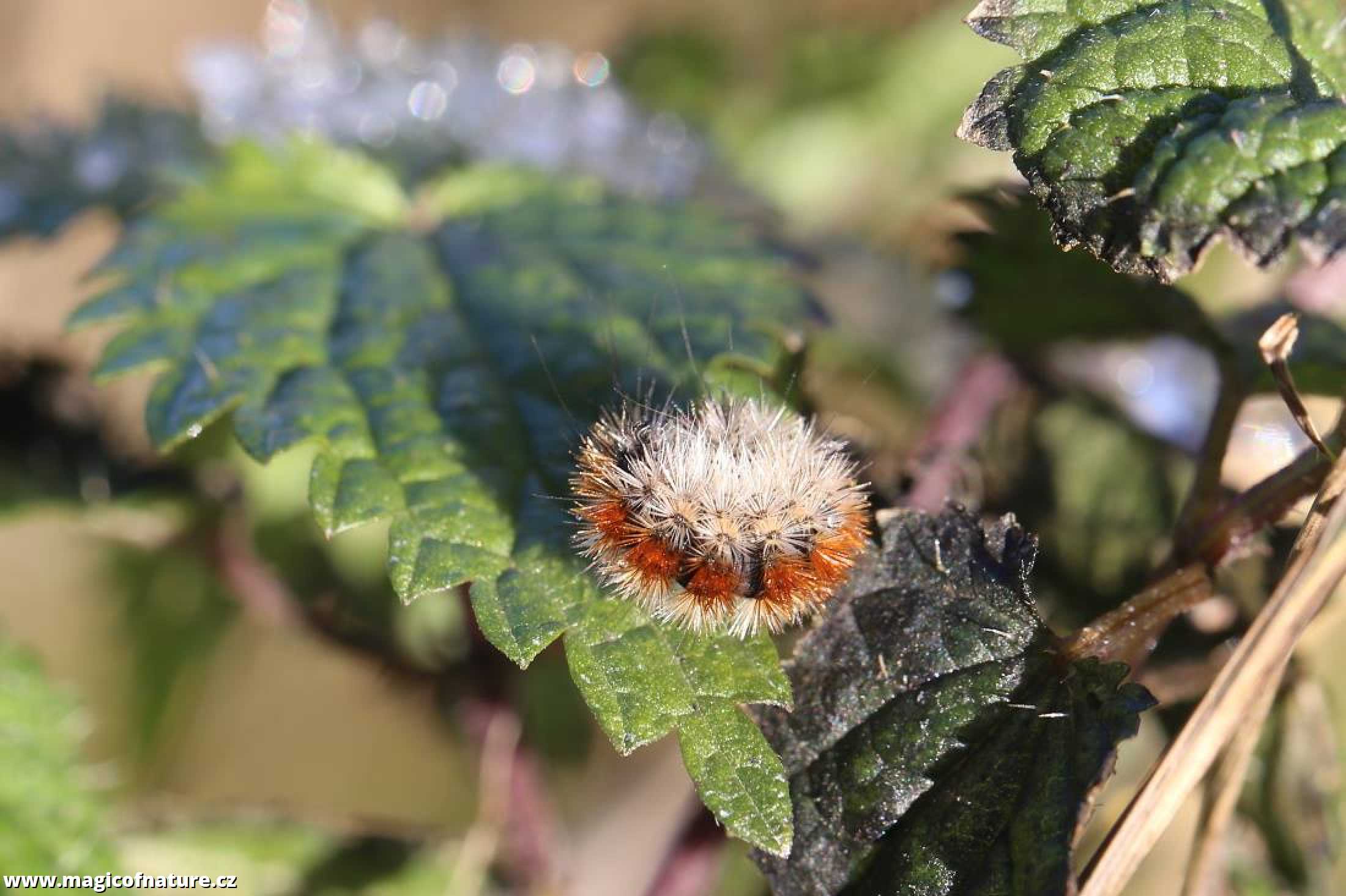 Přástevník angreštový - Foto Irena Wenischová 1225