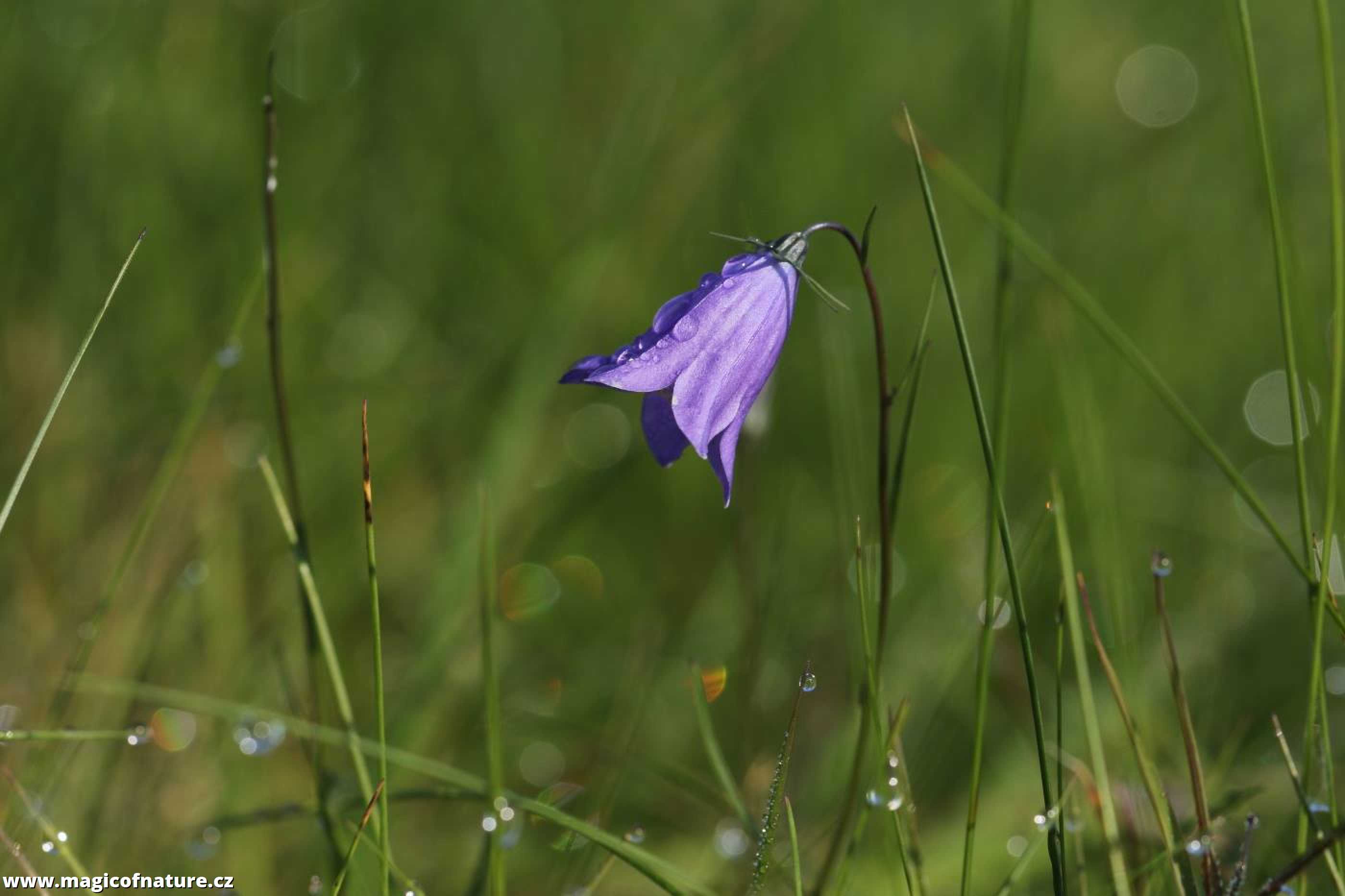 Zvonek - Foto Irena Wenischová 1225