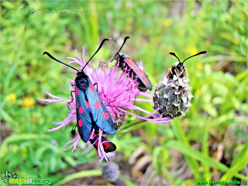 Vřetenuška obecná - Zygaena filipendulae - Foto Robert Kopecký