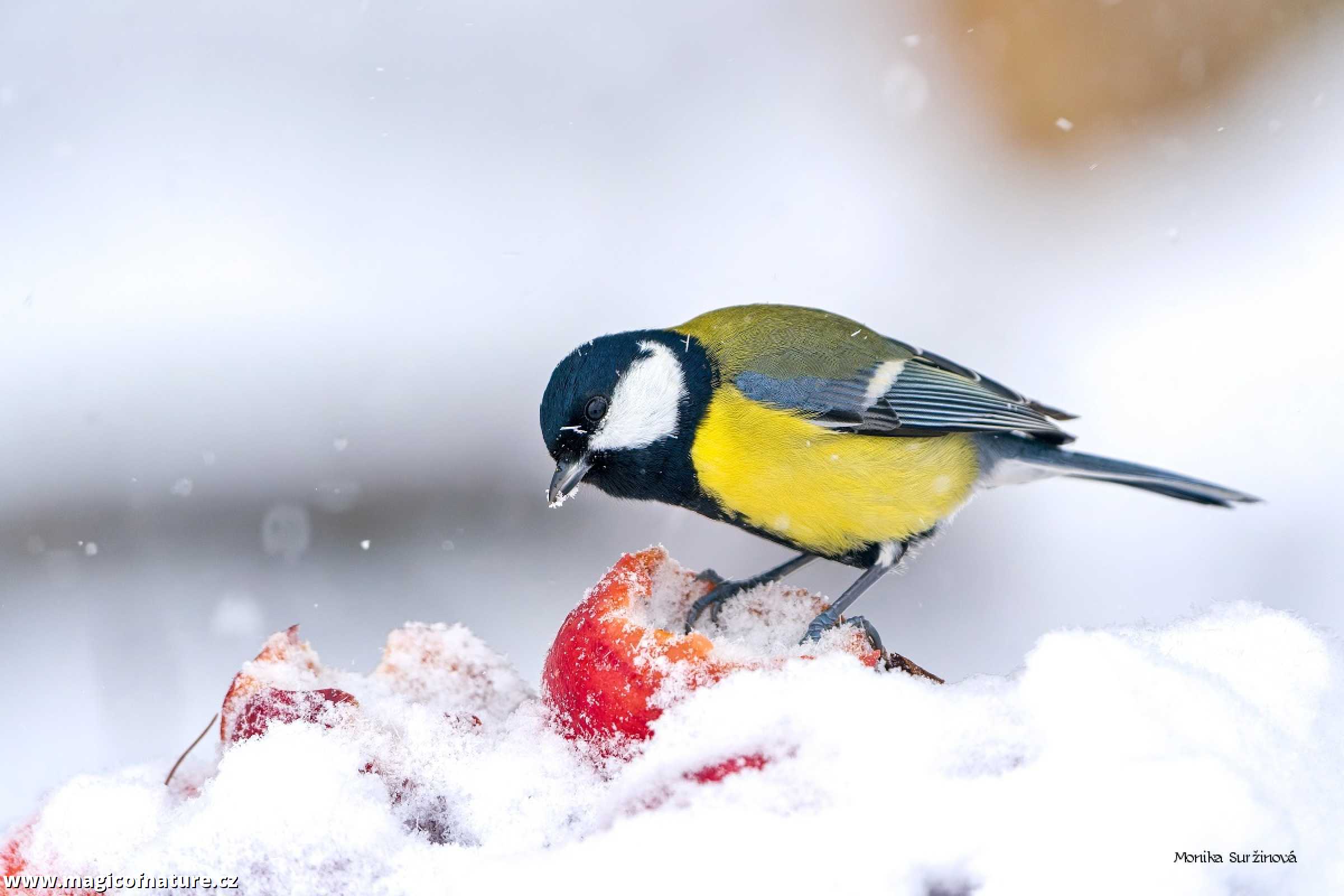Zimní ptačí focení - Foto Monika Suržinová 1225 (3)