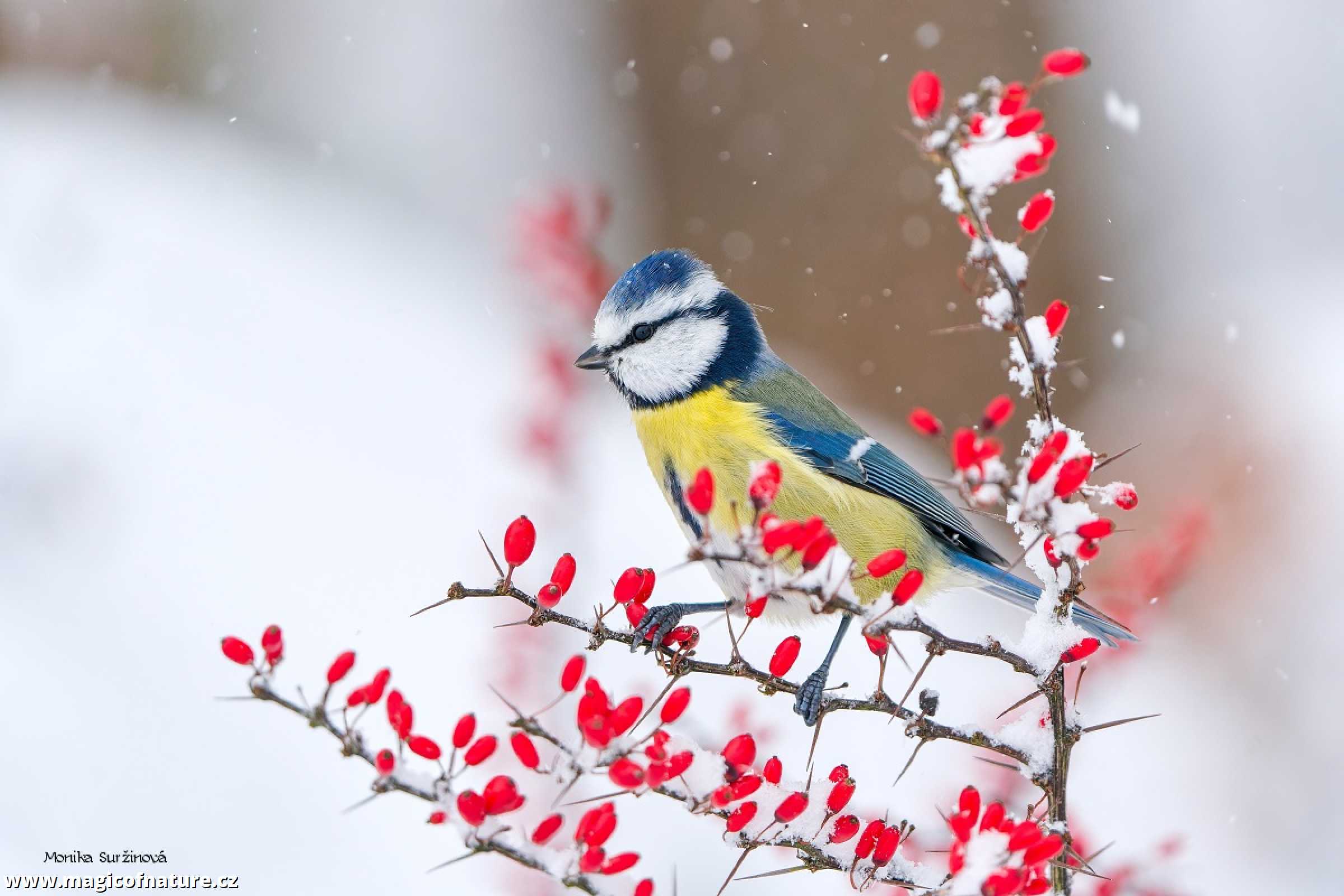 Zimní ptačí focení - Foto Monika Suržinová 1225 (4)