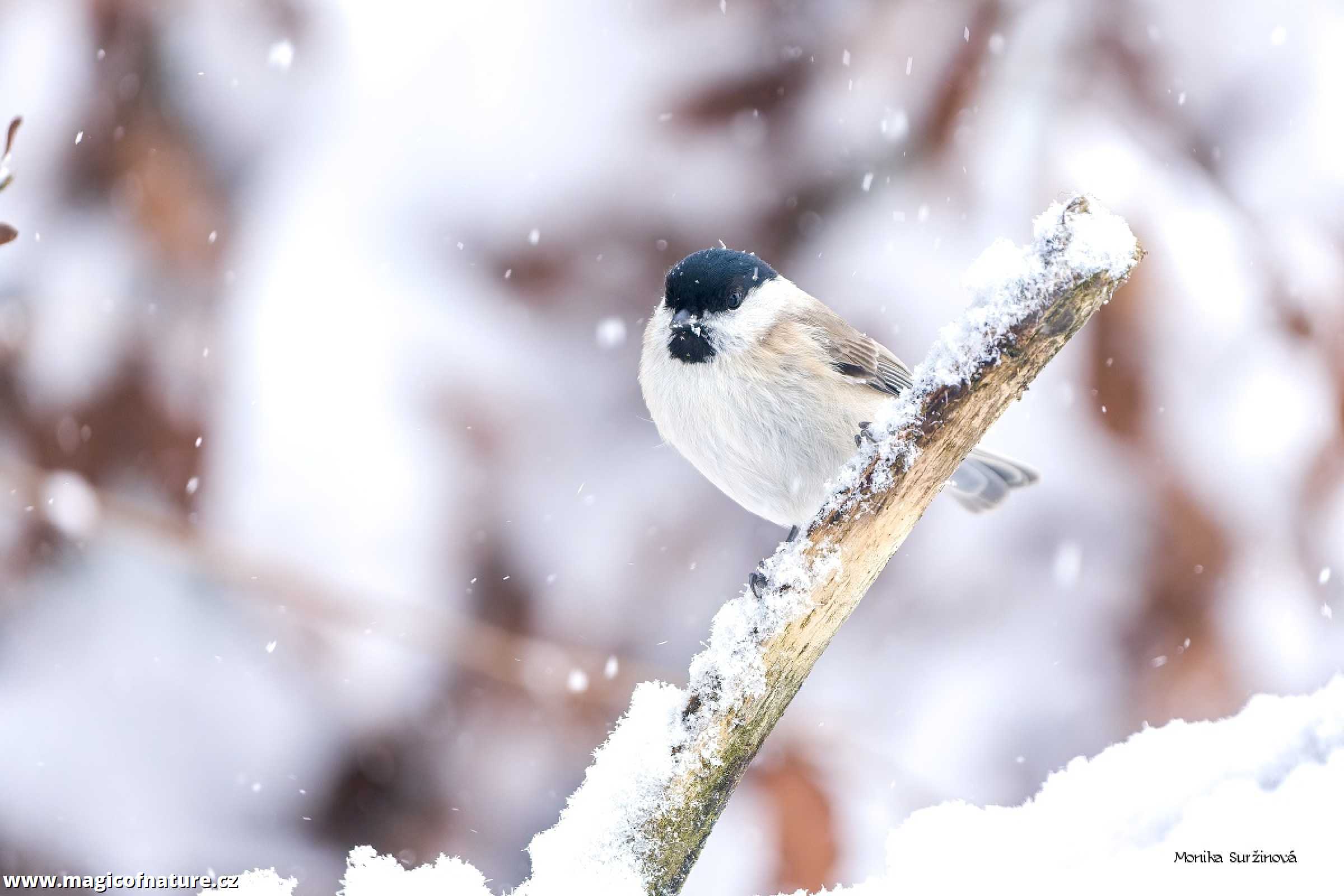 Zimní ptačí focení - Foto Monika Suržinová 1225 (5)