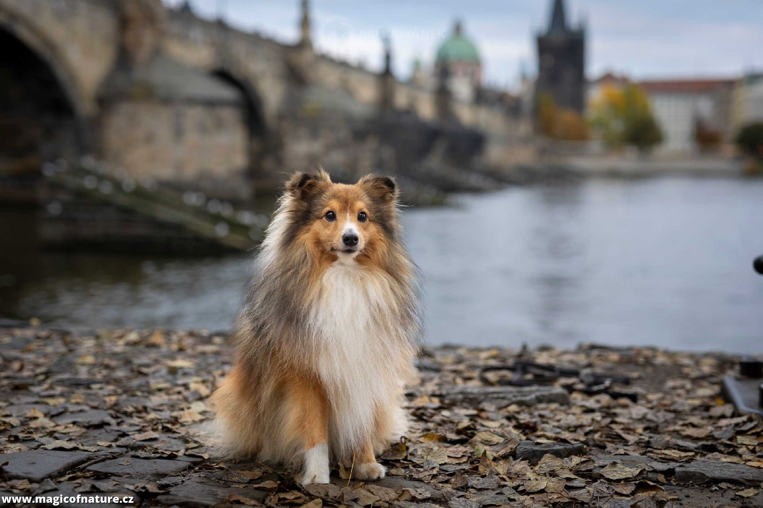 V uličkách Prahy - Foto Jiří Křivánek 1225 (1)
