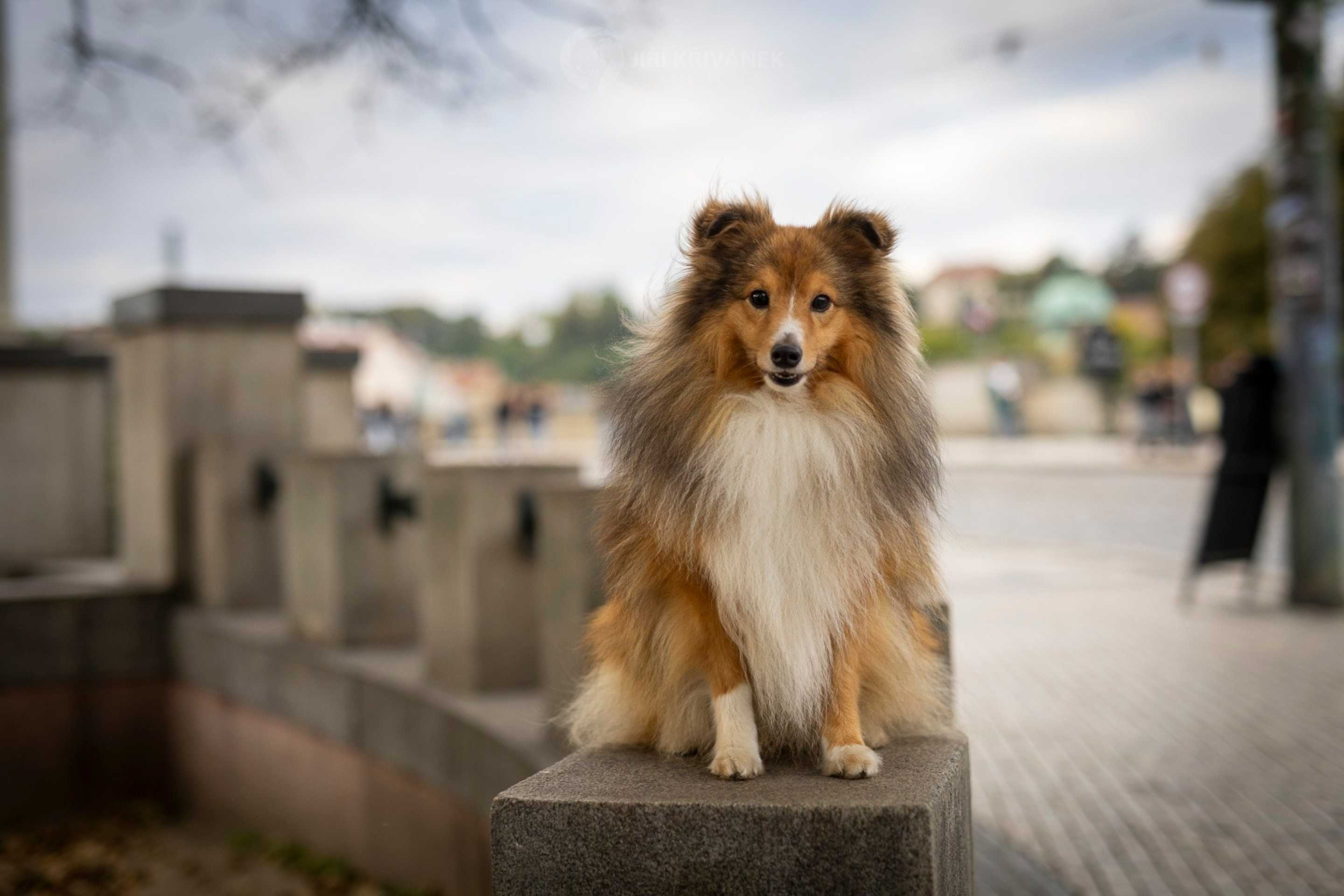 V uličkách Prahy - Foto Jiří Křivánek 1225 (2)