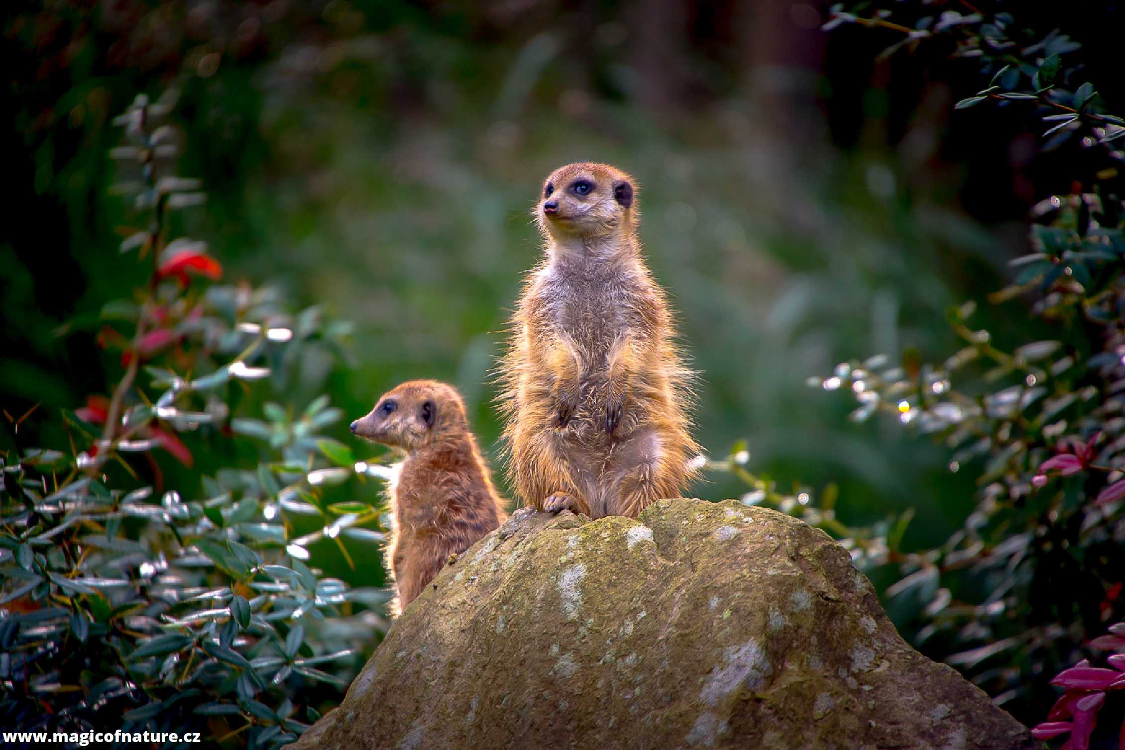 Babí léto v ZOO Lešná - Foto Ladislav Hanousek 0226