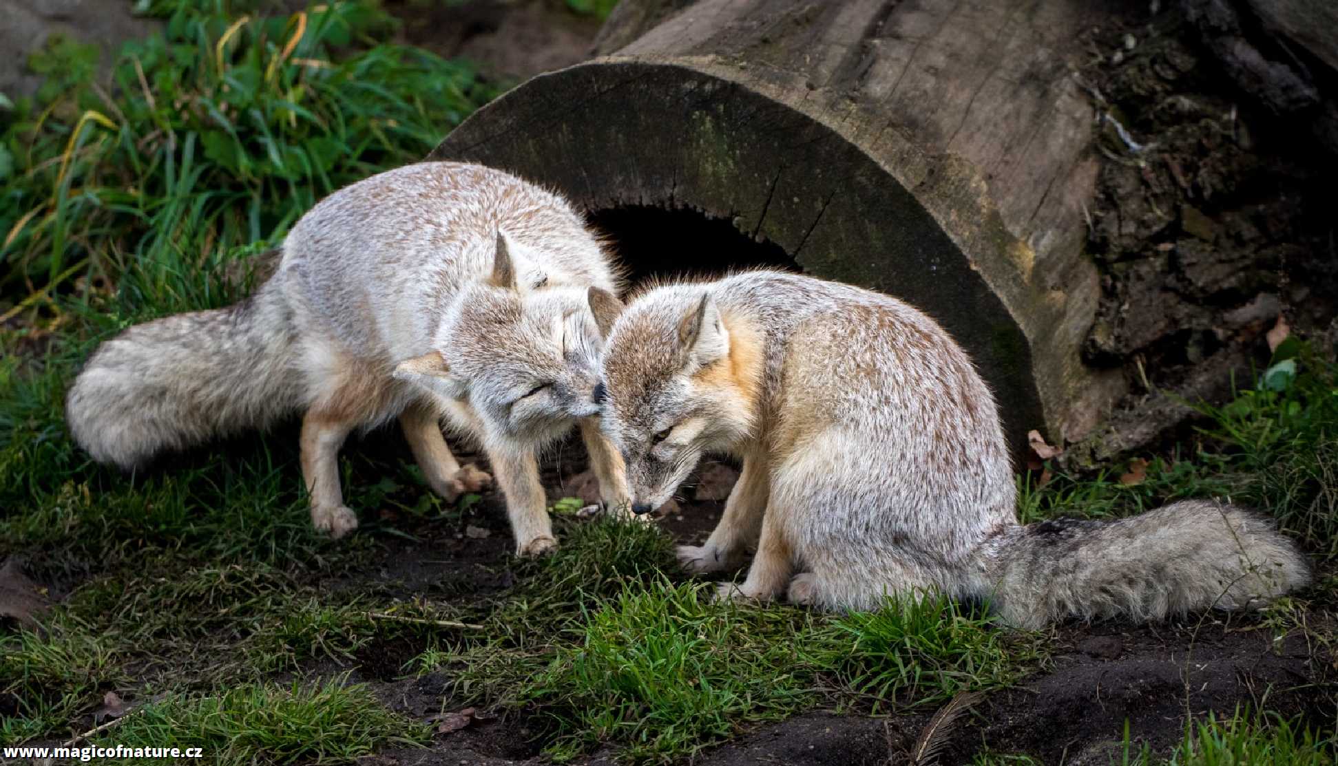 Lištičky z Hluboké - Foto Ladislav Hanousek 0226