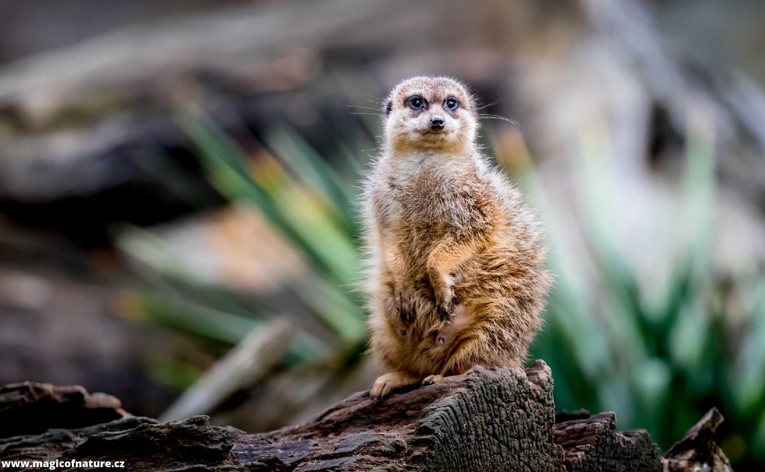 ZOO Dvůr Králové - Foto Ladislav Hanousek 0226