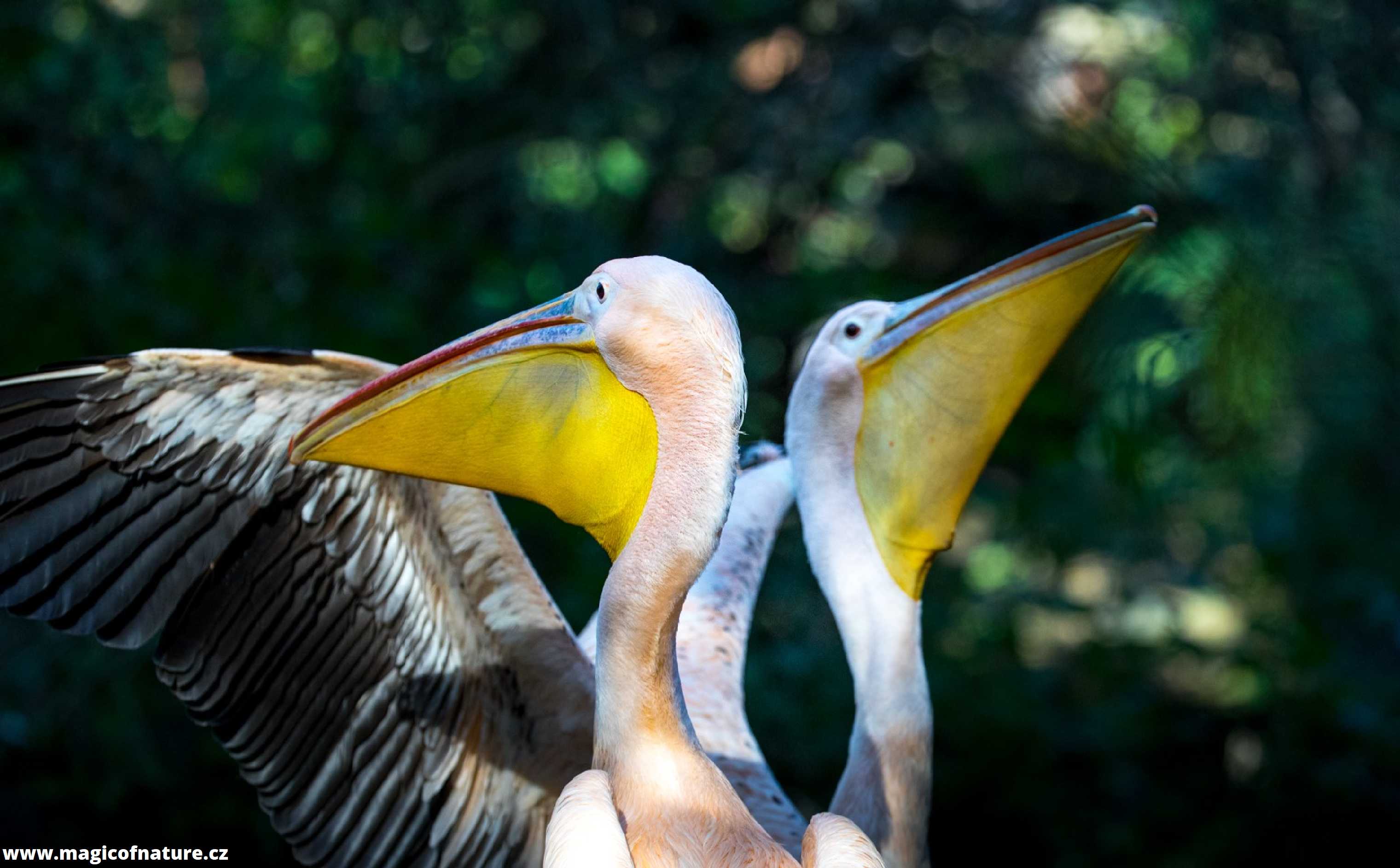 ZOO Jihlava - Foto Ladislav Hanousek 0226