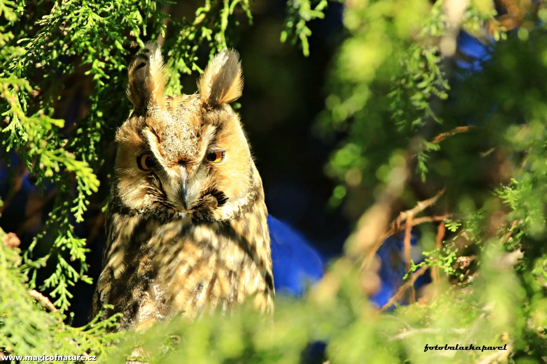 Kalous ušatý - Foto Pavel Balazka 1125